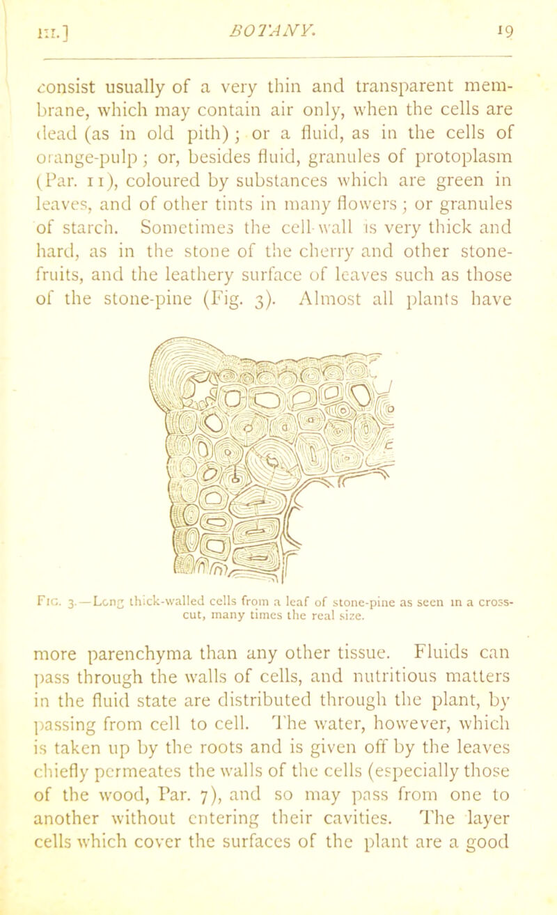 consist usually of a very thin and transparent mem- brane, which may contain air only, when the cells are dead (as in old pith); or a fluid, as in the cells of orange-pulp; or, besides fluid, granules of protoplasm (Par. n), coloured by substances which are green in leaves, and of other tints in many flowers; or granules of starch. Sometimes the cell-wall is very thick and hard, as in the stone of the cherry and other stone- fruits, and the leathery surface of leaves such as those of the stone-pine (Fig. 3). Almost all plants have Fig. 3.—Long thick-walled cells from a leaf of stone-pine as seen in a cross- cut, many times the real size. more parenchyma than any other tissue. Fluids can pass through the walls of cells, and nutritious matters in the fluid state are distributed through the plant, by passing from cell to cell. The water, however, which is taken up by the roots and is given off by the leaves chiefly permeates the walls of the cells (especially those of the wood, Par. 7), and so may pass from one to another without entering their cavities. The layer cells which cover the surfaces of the plant are a good