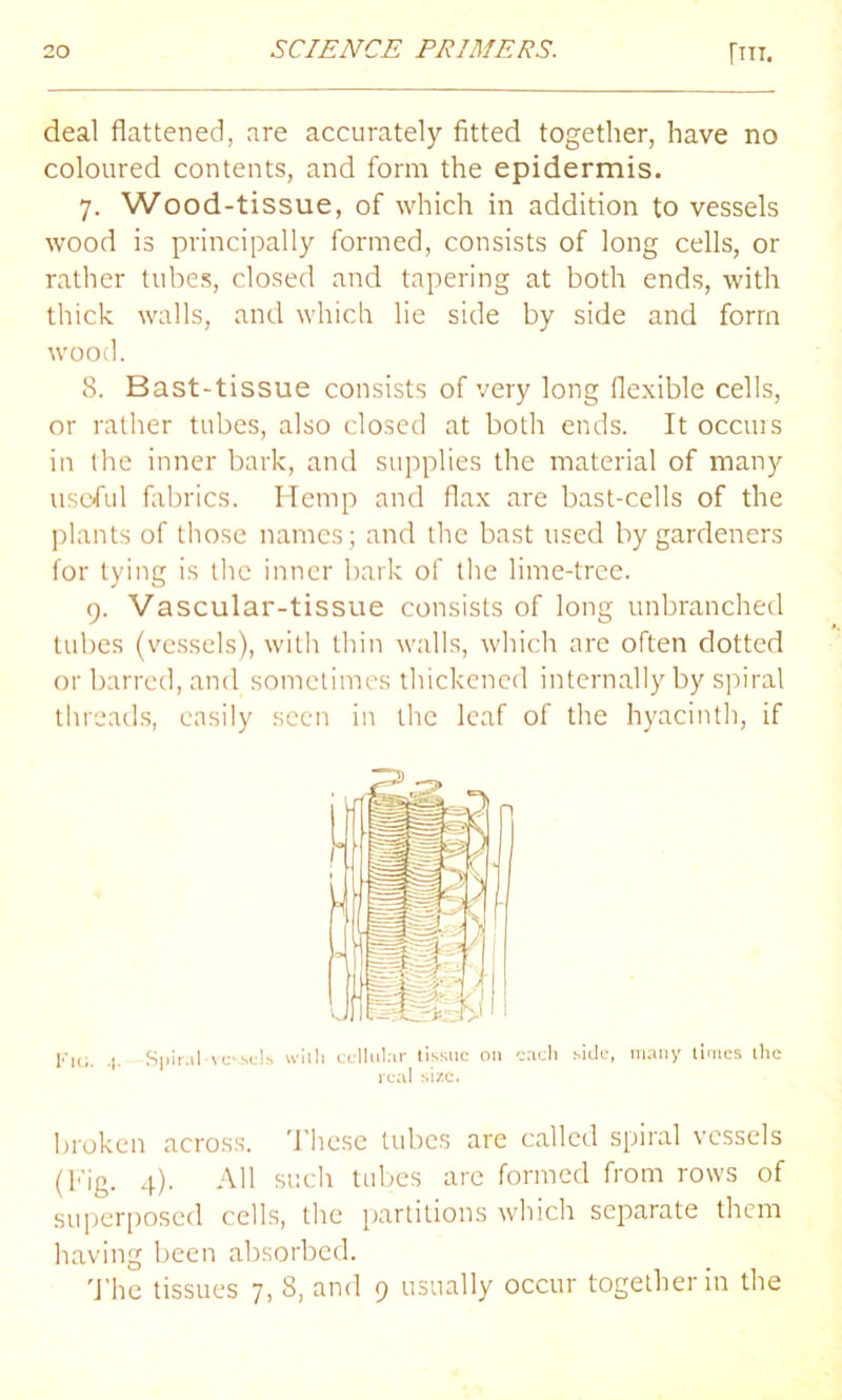 deal flattened, are accurately fitted together, have no coloured contents, and form the epidermis. 7. Wood-tissue, of which in addition to vessels wood is principally formed, consists of long cells, or rather tubes, closed and tapering at both ends, with thick walls, and which lie side by side and form wood. 8. Bast-tissue consists of very long flexible cells, or rather tubes, also closed at both ends. It occuis in the inner bark, and supplies the material of many useful fabrics. Hemp and flax are bast-cells of the plants of those names; and the bast used by gardeners for tying is the inner bark of the lime-tree. 9. Vascular-tissue consists of long unbranched tubes (vessels), with thin walls, which are often dotted or barred, and sometimes thickened internally by spiral threads, easily seen in the leaf of the hyacinth, if Fig. .|. Spiral-vc'sets with cellular tissue on each side, many times the real size. broken across. These tubes are called spiral vessels (Fig. 4). All such tubes are formed from rows of superposed cells, the partitions which separate them having been absorbed. The tissues 7, 8, and 9 usually occur together in the