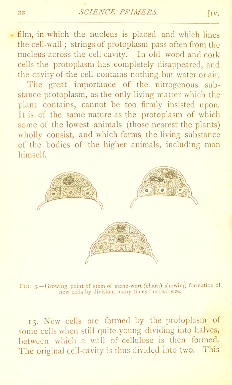 film, in which the nucleus is placed and which lines the cell-wall; strings of protoplasm pass often from the nucleus across the cell-cavity. In old wood and cork cells the protoplasm has completely disappeared, and the cavity of the cell contains nothing but water or air. The great importance of the nitrogenous sub- stance protoplasm, as the only living matter which the plant contains, cannot be too firmly insisted upon. It is of the same nature as the protoplasm of which some of the lowest animals (those nearest the plants) wholly consist, and which forms the living substance of the bodies of the higher animals, including man himself. Fig. 5.—Growing point of stem of stone-wort (chara) showing formation of new cells by division, many times the real size. 13. New cells arc formed by the protoplasm of some cells when still quite young dividing into halves, between which a wall of cellulose is then formed. The original cell-cavity is thus divided into two. This