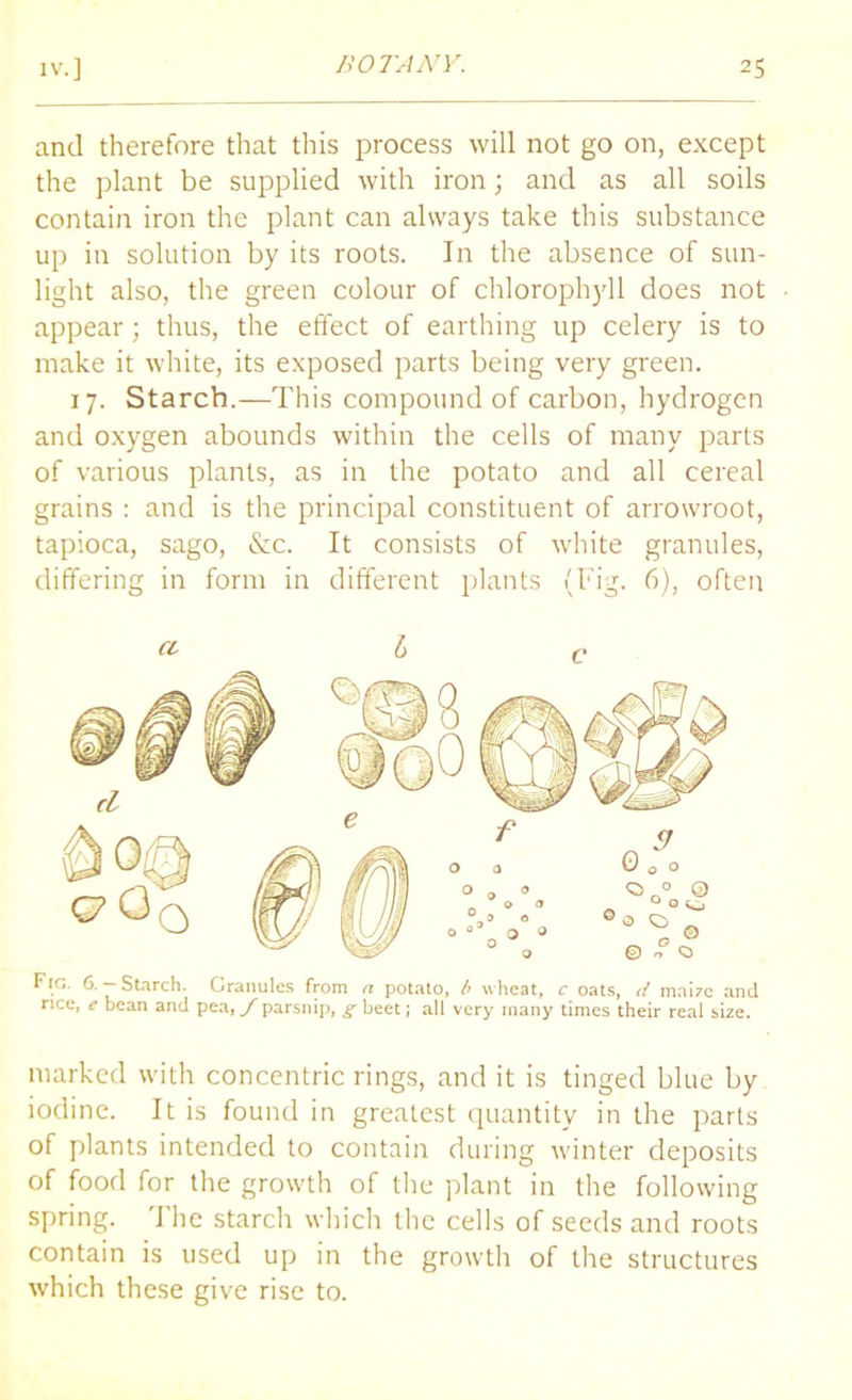 and therefore that this process will not go on, except the plant be supplied with iron; and as all soils contain iron the plant can always take this substance up in solution by its roots. In the absence of sun- light also, the green colour of chlorophyll does not appear; thus, the effect of earthing up celery is to make it white, its exposed parts being very green. 17. Starch.—This compound of carbon, hydrogen and oxygen abounds within the cells of many parts of various plants, as in the potato and all cereal grains : and is the principal constituent of arrowroot, tapioca, sago, &c. It consists of white granules, differing in form in different plants (Fig. 6), often Fig. 6. — Starch. Granules from a potato, b wheat, c oats, d mai7e and rice, e bean and pea, / parsnip, g beet; all very many times their real size. marked with concentric rings, and it is tinged blue by iodine. It is found in greatest quantity in the parts of plants intended to contain during winter deposits of food for the growth of the plant in the following spring. I he starch which the cells of seeds and roots contain is used up in the growth of the structures which these give rise to.