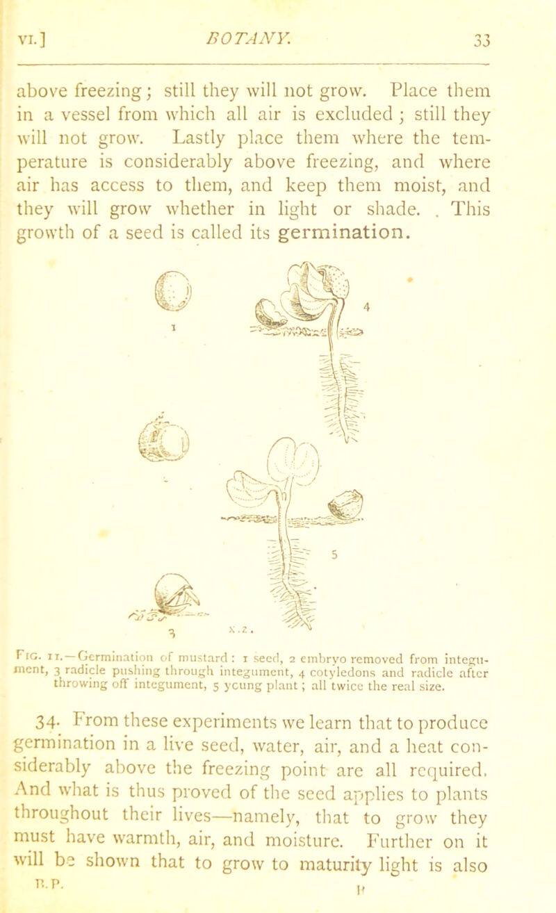 above freezing; still they will not grow. Place them in a vessel from which all air is excluded ; still they will not grow. Lastly place them where the tem- perature is considerably above freezing, and where air has access to them, and keep them moist, and they will grow whether in light or shade. . This growth of a seed is called its germination. Fig. it. Germination of mustard: i seed, 2 embryo removed from integu- ment, 3 radicle pushing through integument, 4 cotyledons and radicle after throwing off integument, 5 ycung plant; all twice the real size. 34. From these experiments we learn that to produce germination in a live seed, water, air, and a heat con- siderably above the freezing point are all required. And what is thus proved of the seed applies to plants throughout their lives—namely, that to grow they must have warmth, air, and moisture. Further on it will be shown that to grow to maturity light is also