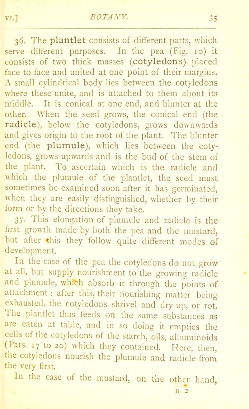 36. The plantlet consists of different parts, which serve different purposes. In the pea (Fig. 10) it consists of two thick masses (cotyledons) placed face to face and united at one point of their margins. A small cylindrical body lies between the cotyledons where these unite, and is attached to them about its middle. It is conical at one end, and blunter at the other. When the seed grows, the conical end (the radicle), below the cotyledons, grows downwards and gives origin to the root of the plant. The blunter end (the plumule), which lies between the coty- ledons, grows upwards and is the bud of the stem of the plant. To ascertain which is the radicle and which the plumule of the plantlet, the seed must sometimes be examined soon after it has germinated, when they are easily distinguished, whether by their form or by the directions they take. 37. This elongation of plumule and radicle is the first growth made by both the pea and the mustard, but after this they follow quite different modes of development. In the case of the pea the cotyledons do not grow at all, but supply nourishment to the growing radicle and plumule, whfch absorb it through the points of attachment : after this, their nourishing matter being exhausted, the cotyledons shrivel and dry up, or rot. The plantlet thus feeds on the same substances as are eaten at table, and in so doing it empties the cells of the cotyledons of the starch, oils, albuminoids (Pars. 17 to 20) which they contained. Here, then, the cotyledons nourish the plumule and radicle from the very first. In the case of the mustard, on the other hand, n 2