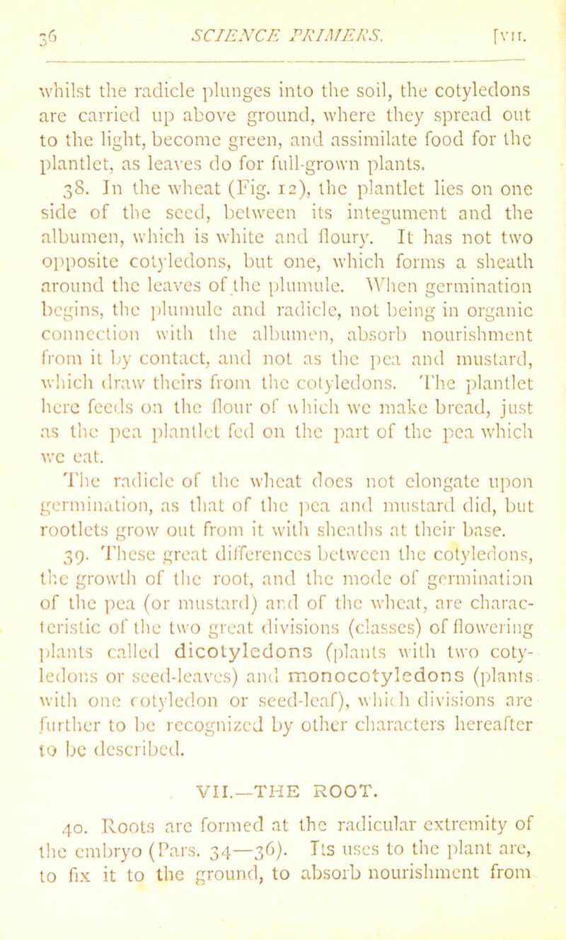 whilst the radicle plunges into the soil, the cotyledons are carried up above ground, where they spread out to the light, become green, and assimilate food for the plantlet, as leaves do for full-grown plants. 38. In the wheat (Fig. 12), the plantlet lies on one side of the seed, between its integument and the albumen, which is white and floury. It has not two opposite cotyledons, but one, which forms a sheath around the leaves of the plumule. When germination begins, the plumule and radicle, not being in organic connection with the albumen, absorb nourishment from it by contact, and not as the pea and mustard, which draw theirs from the cotyledons. The plantlet here feeds on the flour of which we make bread, just as the pea plantlet fed on the part of the pea which we eat. The radicle of the wheat does not elongate upon germination, as that of the pea and mustard did, but rootlets grow out from it with sheaths at their base. 39. These great differences between the cotyledons, the growth of the root, and the mode of germination of the pea (or mustard) and of the wheat, are charac- teristic of the two great divisions (classes) of flowering plants called dicotyledons (plants with two coty- ledons or seed-leaves) and monocotyledons (plants with one cotyledon or seed-leaf), which divisions are further to be recognized by other characters hereafter to be described. VII.—THE ROOT. 40. Root3 are formed at the radicular extremity of the embryo (Pars. 34—36). Its uses to the plant are, to fix it to the ground, to absorb nourishment from