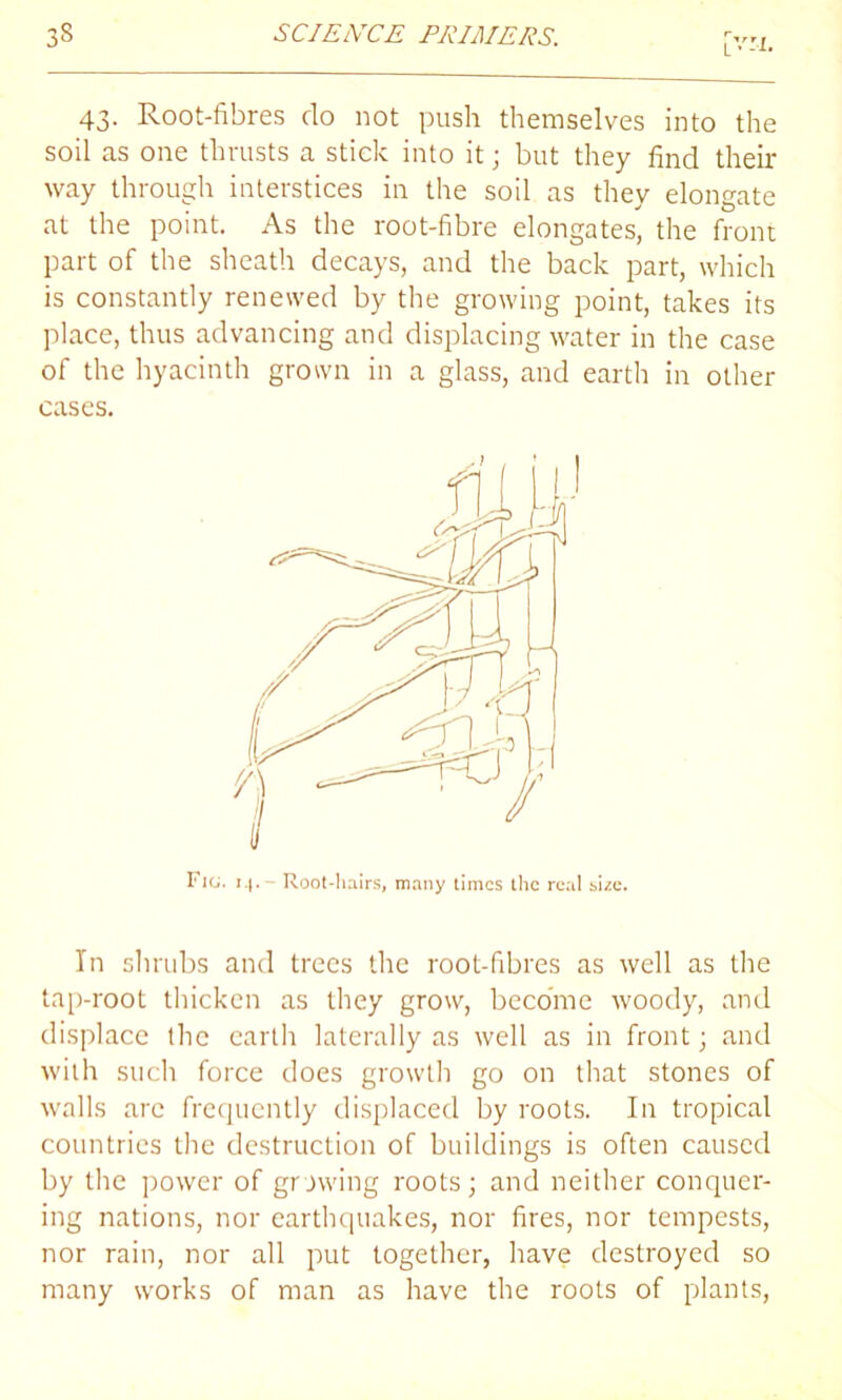 L 1. 43. Root-fibres do not push themselves into the soil as one thrusts a stick into it; but they find their way through interstices in the soil as they elongate at the point. As the root-fibre elongates, the front part of the sheath decays, and the back part, which is constantly renewed by the growing point, takes its place, thus advancing and displacing water in the case of the hyacinth grown in a glass, and earth in other cases. Ficj. i.|. Root-hairs, many times the real size. In shrubs and trees the root-fibres as well as the tap-root thicken as they grow, become woody, and displace the earth laterally as well as in front; and with such force does growth go on that stones of walls are frequently displaced by roots. In tropical countries the destruction of buildings is often caused by the power of growing roots; and neither conquer- ing nations, nor earthquakes, nor fires, nor tempests, nor rain, nor all put together, have destroyed so many works of man as have the roots of plants,