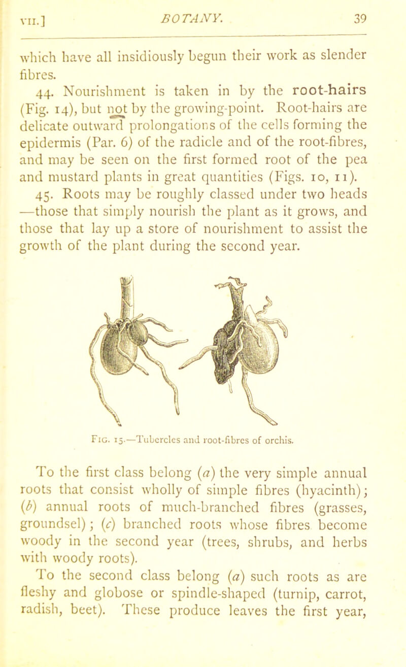 which have all insidiously begun their work as slender fibres. 44. Nourishment is taken in by the root-hairs (Fig. 14), but not by the growing-point. Root-hairs are delicate outward prolongations of the cells forming the epidermis (Par. 6) of the radicle and of the root-fibres, and may be seen on the first formed root of the pea and mustard plants in great quantities (Figs. 10, 11). 45. Roots may be roughly classed under two heads -—those that simply nourish the plant as it grows, and those that lay up a store of nourishment to assist the growth of the plant during the second year. Fig. 15.—Tubercles and root-fibres of orchis. To the first class belong (a) the very simple annual roots that consist wholly of simple fibres (hyacinth); (b) annual roots of much-branched fibres (grasses, groundsel); (c) branched roots whose fibres become woody in the second year (trees, shrubs, and herbs with woody roots). To the second class belong (a) such roots as are fleshy and globose or spindle-shaped (turnip, carrot, radish, beet). These produce leaves the first year,