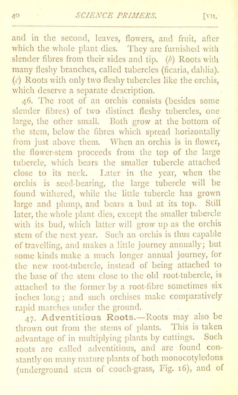 and in the second, leaves, flowers, and fruit, after which the whole plant dies. They are furnished with slender fibres from their sides and tip. (/;) Roots with many fleshy branches, called tubercles (ficaria, dahlia). (c) Roots with only two fleshy tubercles like the orchis, which deserve a separate description. 46. The root of an orchis consists (besides some slender fibres) of two distinct fleshy tubercles, one large, the other small. Both grow at the bottom of the stem, below the fibres which spread horizontally from just above them. When an orchis is in flower, the flower-stem proceeds from the top of the large tubercle, which bears the smaller tubercle attached close to its neck. Later in the year, when the orchis is seed-bearing, the large tubercle will be found withered, while the little tubercle has grown large and plump, and bears a bud at its top. Still later, the whole plant dies, except the smaller tubercle with its bud, which latter will grow up as the orchis stem of the next year. Such an orchis is thus capable of travelling, and makes a little journey annually; but some kinds make a much longer annual journey, for the new root-tubercle, instead of being attached to the base of the stem close to the old root-tubercle, is attached to the former by a root-fibre sometimes six inches long; and such orchises make comparatively rapid marches under the ground. 47. Adventitious Roots.—Roots may also be thrown out from the stems of plants. This is taken advantage of in multiplying plants by cuttings. Such roots are called adventitious, and are found con- stantly on many mature plants of both monocotyledons (underground stem of couch-grass, Fig. 16), and of