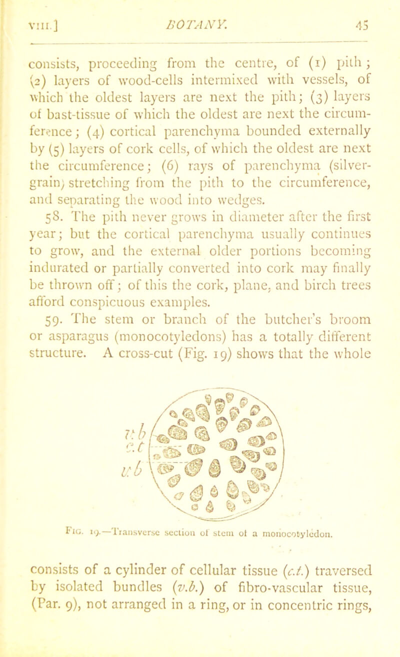 consists, proceeding from the centre, of (i) pith; (2) layers of wood-cells intermixed with vessels, of which the oldest layers are next the pith; (3) layers of bast-tissue of which the oldest are next the circum- ference; (4) cortical parenchyma bounded externally by (5) layers of cork cells, of which the oldest are next the circumference; (6) rays of parenchyma (silver- grain; stretching from the pith to the circumference, and separating the wood into wedges. 58. The pith never grows in diameter after the first year; but the cortical parenchyma usually continues to grow, and the external older portions becoming indurated or partially converted into cork may finally be thrown off; of this the cork, plane, and birch trees afford conspicuous examples. 59. The stem or branch of the butcher’s broom or asparagus (monocotyledons) has a totally different structure. A cross-cut (Fig. 19) shows that the whole Fig. 19.—Transverse section ot stem ol a monocotyledon. consists of a cylinder of cellular tissue (c.t.) traversed by isolated bundles (v.b.) of fibro-vascular tissue, (Tar. 9), not arranged in a ring, or in concentric rings,