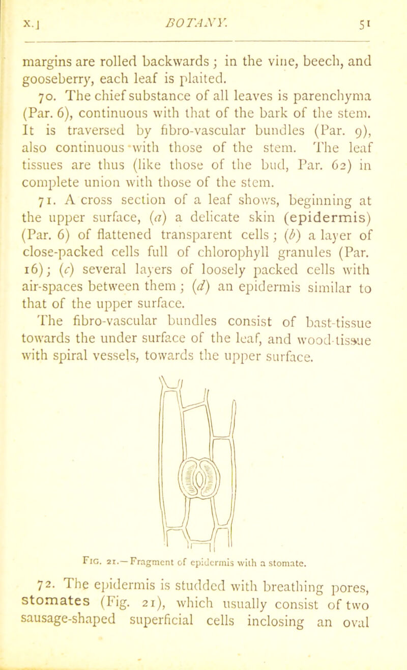 margins are rolled backwards ; in the vine, beech, and gooseberry, each leaf is plaited. 70. The chief substance of all leaves is parenchyma (Par. 6), continuous with that of the bark of the stem. It is traversed by fibro-vascular bundles (Par. 9), also continuous with those of the stem. The leaf tissues are thus (like those of the bud, Par. 62) in complete union with those of the stem. 71. A cross section of a leaf shows, beginning at the upper surface, (a) a delicate skin (epidermis) (Par. 6) of flattened transparent cells ; (b) a layer of close-packed cells full of chlorophyll granules (Par. t6); (c) several layers of loosely packed cells with air-spaces between them ; (d) an epidermis similar to that of the upper surface. The fibro-vascular bundles consist of bast-tissue towards the under surface of the leaf, and wood-tissue with spiral vessels, towards the upper surface. Fig. 21.—Fragment of epidermis with a stomate. 72. The epidermis is studded with breathing pores, stomates (Fig. 21), which usually consist of two sausage-shaped superficial cells inclosing an oval