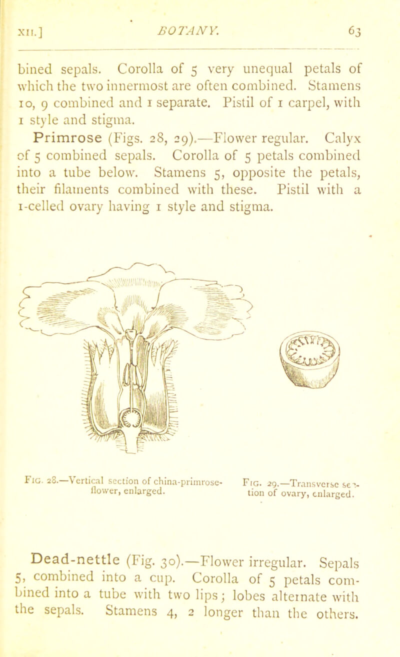 bined sepals. Corolla of 5 very unequal petals of which the two innermost are often combined. Stamens 10, 9 combined and 1 separate. Pistil of 1 carpel, with 1 style and stigma. Primrose (Figs. 28, 29).—Flower regular. Calyx of 5 combined sepals. Corolla of 5 petals combined into a tube below. Stamens 5, opposite the petals, their filaments combined with these. Pistil with a i-celled ovary having 1 style and stigma. Fig. 28.—Vertical section of china-primrose- flower, enlarged. Fig. 2g.—Transverse sec- tion of ovary, enlarged. Dead-nettle (Fig. 30).—Flower irregular. Sepals 5, combined into a cup. Corolla of 5 petals com- bined into a tube with two lips; lobes alternate with the sepals. Stamens 4, 2 longer than the others.