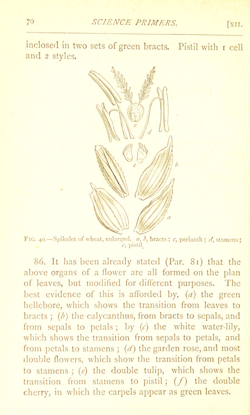 [xn. inclosed in two sets of green bracts. Pistil with t cell and 2 styles. Fig. 40.— Spikelet of wheat, enlarged, a, bracts ; cf perianth ; d, stamens ; t\ pistil. 86. It has been already stated (Par. 81) that the above organs of a flower are all formed on the plan of leaves, but modified for different purposes. The best evidence of this is afforded by, (a) the green hellebore, which shows the transition from leaves to bracts ; (/>) the calycanthus, from bracts to sepals, and from sepals to petals; by (c) the white water-lily, which shows the transition from sepals to petals, and from petals to stamens ; (E) the garden rose, and most double (lowers, which show the transition from petals to stamens ; (c) the double tulip, which shows the transition from stamens to pistil; (/) the double cherry, in which the carpels appear as green leaves.