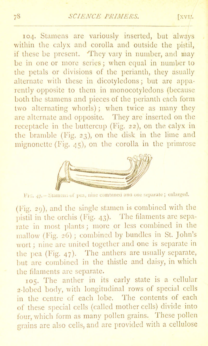 104. Stamens are variously inserted, but always within the calyx and corolla and outside the pistil, if these be present. ‘They vary in number, and may be in one or more series; when equal in number to the petals or divisions of the perianth, they usually alternate with these in dicotyledons; but are appa- rently opposite to them in monocotyledons (because both the stamens and pieces of the perianth each form two alternating whorls); when twice as many they are alternate and opposite. They are inserted on the receptacle in the buttercup (Fig. 22), on the calyx in the bramble (Fig. 23), on the disk in the lime and mignonette (Fig. 45), on the corolla in the primrose (Fig. 29), and the single stamen is combined with the pistil in the orchis (Fig. 43). 'Flic filaments arc sepa- rate in most plants; more or less combined in the mallow (Fig. 26); combined by bundles in St. John’s wort; nine are united together and one is separate in the pea (Fig. 47). The anthers are usually separate, but are combined in the thistle and daisy, in which the filaments are separate. 105. The anther in its early state is a cellular 2-lobcd body, with longitudinal rows of special cells in the centre of each lobe. The contents of each of these special cells (called mother cells) divide into four, which form as many pollen grains. These pollen grains arc also cells, and are provided with a cellulose