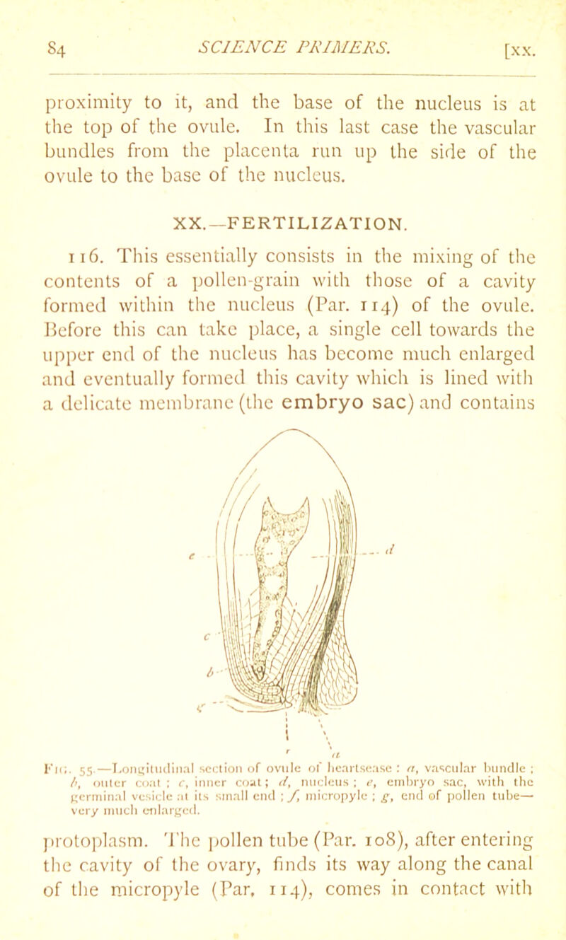 proximity to it, and the base of the nucleus is at the top of the ovule. In this last case the vascular bundles from the placenta run up the side of the ovule to the base of the nucleus. XX.—FERTILIZATION. 116. This essentially consists in the mixing of the contents of a pollen-grain with those of a cavity formed within the nucleus (Par. 114) of the ovule. Before this can take place, a single cell towards the upper end of the nucleus has become much enlarged and eventually formed this cavity which is lined with a delicate membrane (the embryo sac) and contains ! T \l Kk;. 55.—Longitudinal section of ovule of heartsease : n, vascular bundle ; />, outer coat ; c, inner coat; d> nucleus; et embryo sac, with the germinal vesicle at its small end ; /, micropyle ; g, end of pollen tube— very much enlarged. protoplasm. The pollen tube (Par. 108), after entering the cavity of the ovary, finds its way along the canal