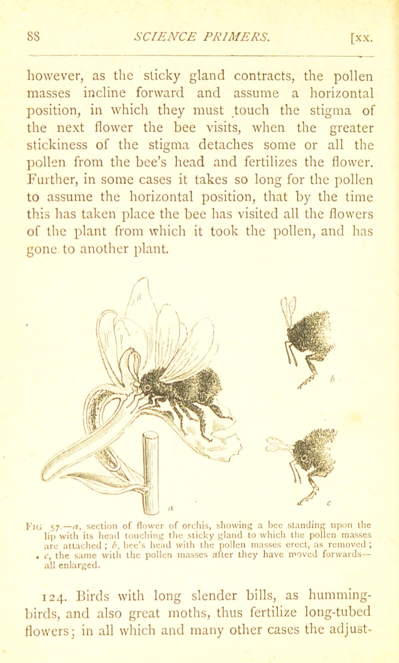 however, as the sticky gland contracts, the pollen masses incline forward and assume a horizontal position, in which they must touch the stigma of the next flower the bee visits, when the greater stickiness of the stigma detaches some or all the pollen from the bee’s head and fertilizes the flower. Further, in some cases it takes so long for the pollen to assume the horizontal position, that by the time this has taken place the bee has visited all the flowers of the plant from which it took the pollen, and has gone to another plant. Fig 57 —a, section of (lower of orchis, showing a bee standing upon the lip with its head touching the sticky gland to which the pollen masses are attached ; b, bee's head with the pollen masses erect, as removed ; . c, the same with the pollen masses after they have moved forwards— all enlarged. 124. Birds with long slender bills, as humming- birds, and also great moths, thus fertilize long-tubed flowers; in all which and many other cases the adjust-