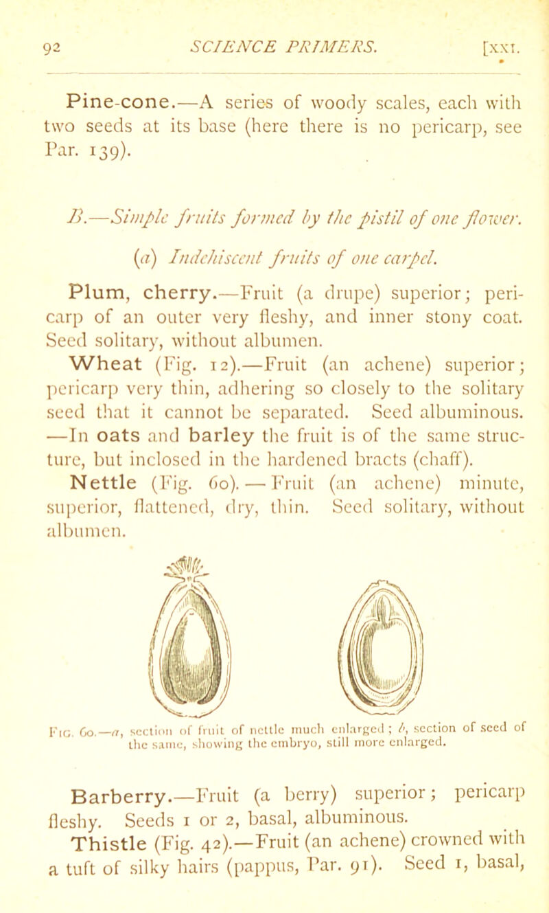 Pine-cone.—A series of woody scales, each with two seeds at its base (here there is no pericarp, see Par. 139). B.—Simple fruits formed by the pistil of one flower, {a) Indehiscent fruits of one carpel. Plum, cherry.—Fruit (a drupe) superior; peri- carp of an outer very fleshy, and inner stony coat. Seed solitary, without albumen. Wheat (Fig. 12).—Fruit (an achene) superior; pericarp very thin, adhering so closely to the solitary seed that it cannot be separated. Seed albuminous. •—In oats and barley the fruit is of the same struc- ture, but inclosed in the hardened bracts (chaff). Nettle (Fig. 60). — Fruit (an achene) minute, superior, flattened, dry, thin. Seed solitary, without albumen. Fig. Go.—a, section of fruit of nettle much enlarged; section of seed of the same, showing the embryo, still more enlarged. Barberry.—Fruit (a berry) superior; pericarp fleshy. Seeds 1 or 2, basal, albuminous. Thistle (Fig. 42).—Fruit (an achene) crowned with a tuft of silky hairs (pappus, Par. 91). Seed 1, basal,