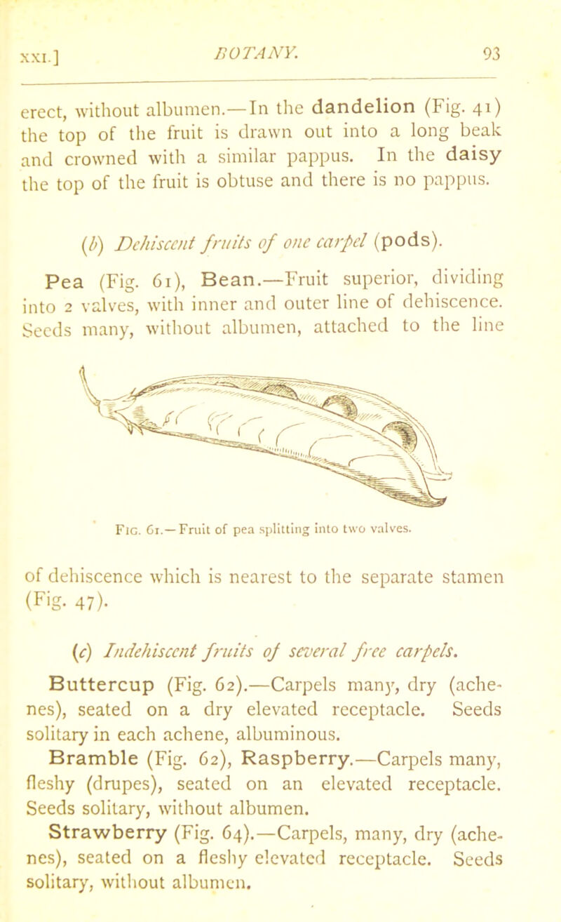 erect, without albumen—In the dandelion (Fig. 41) the top of the fruit is drawn out into a long beak and crowned with a similar pappus. In the daisy the top of the fruit is obtuse and there is no pappus. (/») Dehiscent fruits of one carpel (pods). Pea (Fig. 61), Bean.—Fruit superior, dividing into 2 valves, with inner and outer line of dehiscence. Seeds many, without albumen, attached to the line Fic. 61.—Fruit of pea splitting into two valves. of dehiscence which is nearest to the separate stamen (Fig. 47). (c) Indehisccnt fruits of several free carpels. Buttercup (Fig. 62).—Carpels many, dry (ache- nes), seated on a dry elevated receptacle. Seeds solitary in each achene, albuminous. Bramble (Fig. 62), Raspberry.—Carpels many, fleshy (drupes), seated on an elevated receptacle. Seeds solitary, without albumen. Strawberry (Fig. 64).—Carpels, many, dry (ache- nes), seated on a fleshy elevated receptacle. Seeds solitary, without albumen.