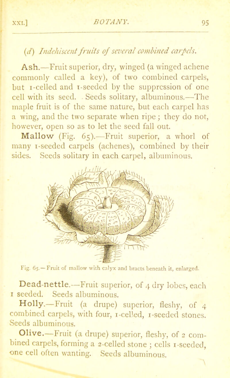 (d) Indehiscent fruits of several combined carpels. Ash.—Fruit superior, dry, winged (a winged achene commonly called a key), of two combined carpels, but i-celled and i-seeded by the suppression of one cell with its seed. Seeds solitary, albuminous.—The maple fruit is of the same nature, but each carpel has a wing, and the two separate when ripe; they do not, however, open so as to let the seed fall out. Mallow (Fig. 65).—Fruit superior, a whorl of many i-seeded carpels (achenes), combined by their sides. Seeds solitary in each carpel, albuminous. Fig. 65.—Fruit of mallow with calyx and bracts beneath it, enlarged. Dead-nettle.—Fruit superior, of 4 dry lobes, each 1 seeded. Seeds albuminous. Holly.—Fruit (a drupe) superior, fleshy, of 4 combined carpels, with four, i-celled, i-seeded stones. Seeds albuminous. Olive.—Fruit (a drupe) superior, fleshy, of 2 com- bined carpels, forming a 2-celled stone ; cells i-seeded, one cell often wanting. Seeds albuminous.