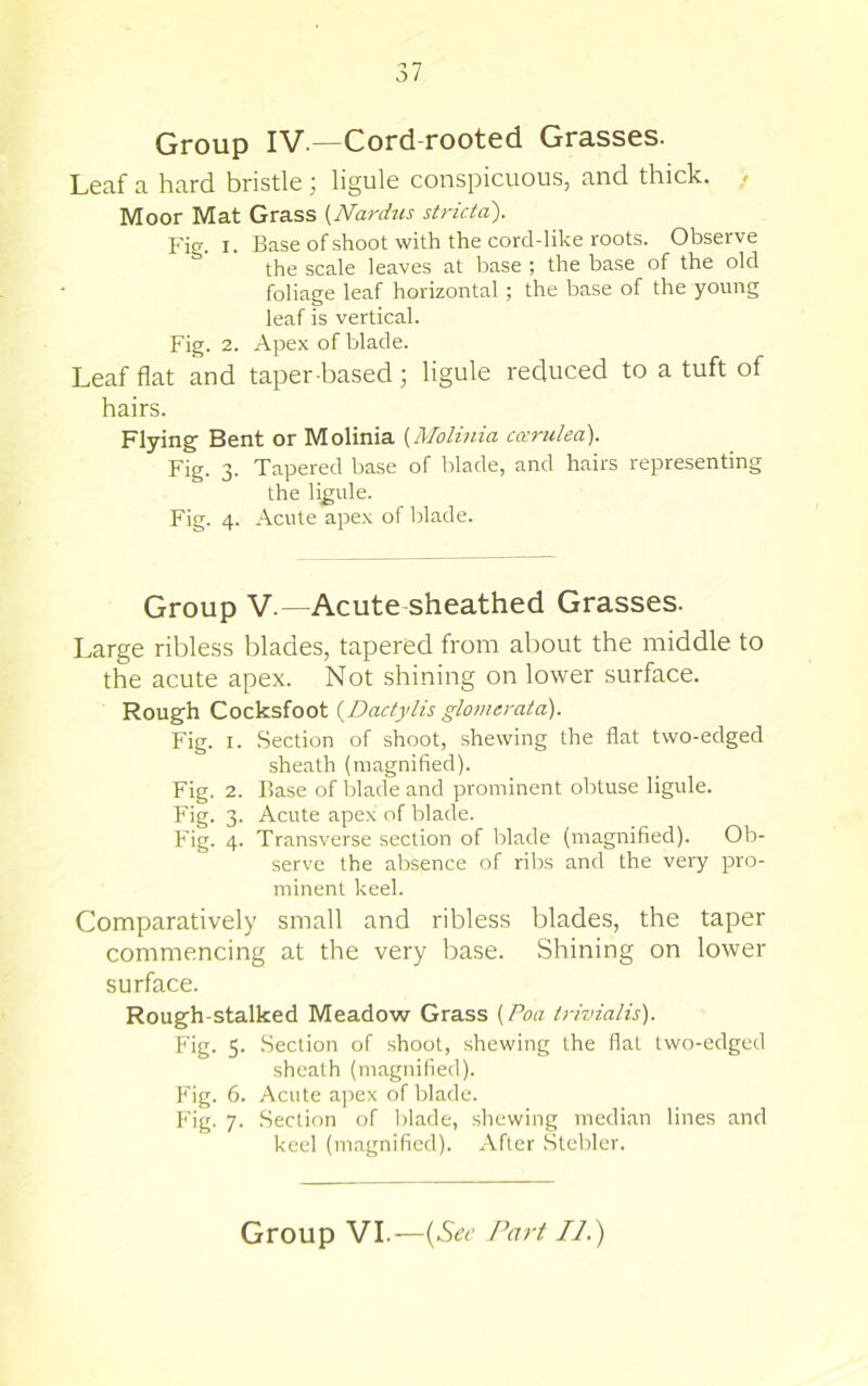 37 Group IV —Cord rooted Grasses. Leaf a hard bristle; ligule conspicuous, and thick. , Moor Mat Grass (Nardus stricta). Fig. I. Base of shoot with the cord-like roots. Observe the scale leaves at base ; the base of the old foliage leaf horizontal; the base of the young leaf is vertical. Fig. 2. Apex of blade. Leaf flat and taper based; ligule reduced to a tuft of hairs. Flying Bent or Molinia {Molinia cccrulea). Fig. 3. Tapered base of blade, and hairs representing the ligule. Fig. 4. Acute apex of blade. Group V.—Acute sheathed Grasses. Large ribless blades, tapered from about the middle to the acute apex. Not shining on lower surface. Rough Cocksfoot {Dactylis glovierata). Fig. I. Section of shoot, shewing the flat two-edged sheath (magnified). Fig. 2. Base of blade and prominent obtuse ligule. Fig. 3. Acute apex of blade. Fig. 4. Transverse section of blade (magnified). Ob- serve the absence of ribs and the very pro- minent keel. Comparatively small and ribless blades, the taper commencing at the very base. Shining on lower surface. Rough-stalked Meadow Grass {Poa trivialis). Fig. 5. Section of shoot, shewing the flat two-edged sheath (magnified). Fig. 6. Acute apex of blade. Fig. 7. Section of blade, shewing median lines and keel (magnified). After .Stebler.