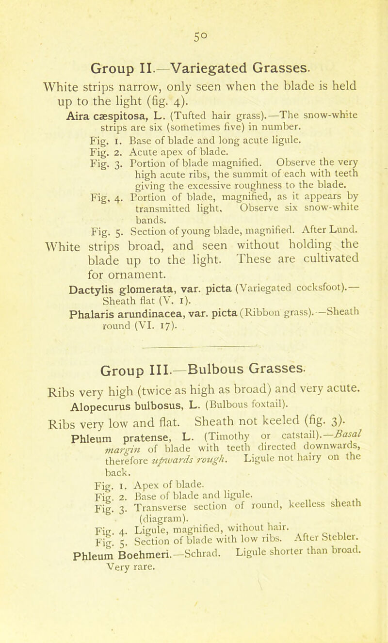 5° Group II.—Variegated Grasses. White strips narrow, only seen when the blade is held up to the light (fig. 4). Aira caespitosa, L. (Tufted hair grass).—The snow-white strips are six (sometimes five) in number. Fig. I. Base of blade and long acute ligule. Fig. 2. Acute apex of blade. Fig. 3. Portion of blade magnified. Observe the very high acute ribs, the summit of each with teeth giving the excessive roughness to the blade. Fig, 4. Portion of blade, magnified, as it appears by transmitted light. Observe six snow-white bands. Fig. 5. Section of young blade, magnified. After Lund. White strips broad, and seen without holding the blade up to the light. These are cultivated for ornament. Dactylis glomerata, var. picta (Variegated cocksfoot).— Sheath flat (V. i). Phalaris arundinacea, var. picta (Ribbon grass). —Sheath round (VI. 17). Group III.—Bulbous Grasses. Ribs very high (twice as high as broad) and very acute. Alopecurus bulbosus, L. (Bulbous foxtail). Ribs very low and flat. Sheath not keeled (fig. 3). Phleum pratense, L. (Timothy or catstail).— margin of blade with teeth directed downwards, therefore upwards rough. Ligule not hairy on the back. keelless sheath Apex of blade. Base of blade and ligule. Transverse section of round, (diagram). Ligule, maghified, without hair. Section of blade with low ribs. After Stebler. Phleum Boehmeri.—Schrad. Ligule shorter than broad. Very rare. Fig. I. Fig. 2. Fig. 3- Fig. 4. Fig. 5-