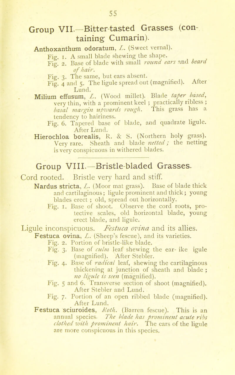 Group VII. -Bitter-tasted Grasses (con- taining- Cumarin). Anthoxanthum odoratum, Z. (Sweet vernal). Fig. I. A .small blade shewing the shape. Fig. 2. Base of blade with small round ears and beard of hair. Fit)'. 3. The same, but ears absent. Fig. 4 and 5. The ligule spread out (magnified). After Lund. Milium effusum, Z. (Wood millet). taper based, very thin, with a prominent keel ; practically ribless ; basal margin upwards rough. This grass has a tendency to hairiness. Fig. 6. Tapered base of blade, and quadrate ligule. After Lund. Hierochloa borealis, R. & S. (Northern holy grass). Ver}’rare. .Sheath and blade netted; the netting is ver)’ conspicuous in withered blades. Group VIII.—Bristle-bladed Grasses. Cord rooted. Bristle very hard and stiff. Nardus stricta, Z. (Moor mat grass). Base of blade thick and cartilaginous; ligule prominent and thick; young blades erect ; old, spread out horizontally. Fig. I. Base of shoot. Observe the cord roots, pro- tective scales, old horizontal blade, young erect blade, and ligule. Ligule inconspicuous. Festuca ovitia and its allies. Festuca ovina, Z. (Sheep’s fescue), and its varieties. Fig. 2. Portion of bristle-like blade. Fig. 3. Base of culm leaf shewing the ear- ike igule (magnified). After Stebler. Fig. 4. Base of radical leaf, shewing the cartilaginous thickening at junction of sheath and blade ; no ligule is seen (magnified). Fig. 5 and 6. Transverse section of shoot (magnified). After Stebler and Lund. Fig. 7. Portion of an open ribbed blade (magnified). After Lund. Festuca sciuroides, Jloth. (Barren fescue). This is an annual species. I'he blade has prominent acute ribs clothed with p7-ominent hair. The ears of the ligule are more conspicuous in this species.