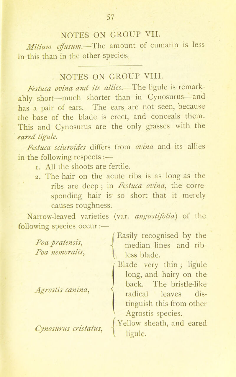 NOTES ON GROUP VII. Milium effusum.—Uhe amount of cumarin is less in this than in the other species. Festuca ovina and its allies.—The ligule is remark- ably short—much shorter than in Cynosurus—and has a pair of ears. The ears are not seen, because the base of the blade is erect, and conceals them. This and Cynosurus are the only grasses with the eared ligule. Festuca sciuroides differs from ovina and its allies in the following respects :— 1. All the shoots are fertile. 2. The hair on the acute ribs is as long as the ribs are deep ; in Festuca ovina., the corre- sponding hair is so short that it merely causes roughness. Narrow-leaved varieties (var. angustifolia) of the following species occur ;— NOTES ON GROUP VIII. Easily recognised by the Agrostis canina. I Blade very thin; ligule long, and hairy on the ' back. The bristle-like 1 radical leaves dis- tinguish this from other Cynosjirus cristatus. Cynosjirus cristatus, \ '' Agrostis species. / Yellow sheath, and eared I ligule.