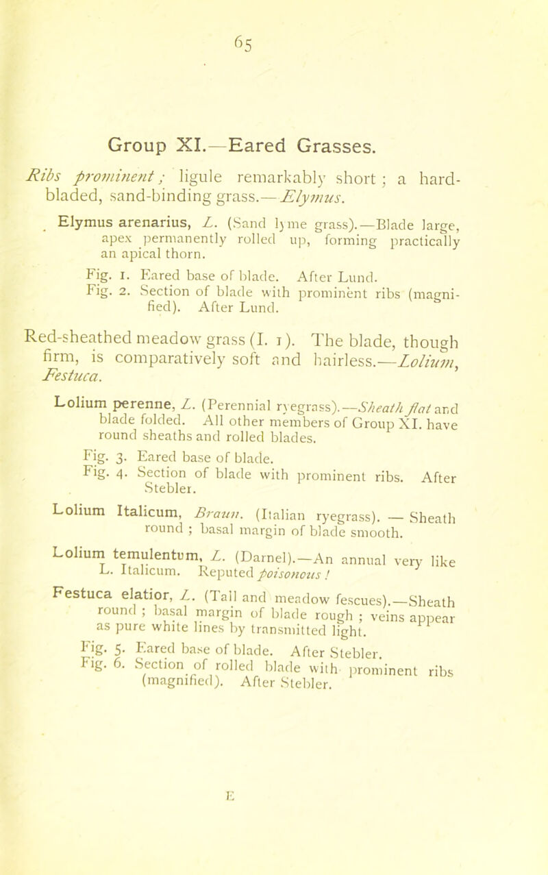 Group XL—Eared Grasses. Ribs prominent; ligule remarkably short; a hard- bladed, sand-binding grass.— Elymus. Elymus arenarius, L. (Sand l)me grass).—Blade large, apex permanently rolled up, forming practically an apical thorn. Fig. I. Eared base of blade. After Lund. Fig. 2. Section of blade with irrominent ribs (manni- fiecl). After Lund. Red-sheathed meadow grass (I. i). The blade, though firm, is comparatively soft and hairless.— Festuca. Lolium perenne, L. (Perennial ryegrass).—SheathEatarA blade folded. All other members of Group XI. have round sheaths and rolled blades. Fig. 3. Eared base of blade. Eig. 4. Section of blade with prominent ribs. After ■Stebler. Lolium Italicum, Braun. (Italian ryegrass). — Sheath round ; basal margin of blade smooth. Lolium temulentum, Z. (Darnel).—An annual veiw like Li. Italicum. ^oiso/ious / Festuca elatior, Z. (Tall and meadow fescues).—Sheath round ; basal margin of blade rough ; veins appear as pure white lines by transmitted light. Fig. 5. Eared ba.se of blade. After Stebler Fig. 6. Section of rolled blade with prominent (magnified). After Stebler. ribs K