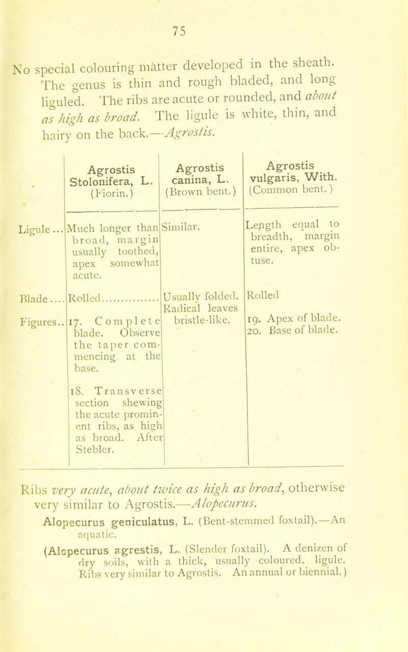 No special colouring matter developed in the sheath. The genus is thin and rough bladed, and long liguled. The ribs are acute or rounded, and about a°s high as broad. The ligtile is white, thin, and hairy on the h^c'K.—^Agrosiis. • Agrostis Stolonifera, L. (h'iorin.) Agrostis canina, L. (Brown bent.) Agrostis vulgaris. With. (Common bent.) Ligule ... Much longer than broad, margin usually toothed, apex somewhat acute. Similar. Lepgth equal to breadth, margin entire, apex ob- tuse. Blade Figures.. Usually folded. Radical leaves bristle-like. Rolled 17. Complete blade. Observe the taper com- mencing at the base. 19. Apex of blade. 20. Base of blade. 18. Transverse section shewing the acute promin- ent ribs, as high as broad. After Stebler. Ribs very acute, about twice as high as broad, otherwise very similar to Agrostis.—Alopecurus. Alopecurus geniculatus, L. (Bent-stemmed foxtail).—An af[uatic. (Alopecurus agrestis, L. (Slender foxtail). A denizen of dry soils, with a thick, usually coloured, ligule. Ribs very similar to Agrostis. An annual or biennial.)