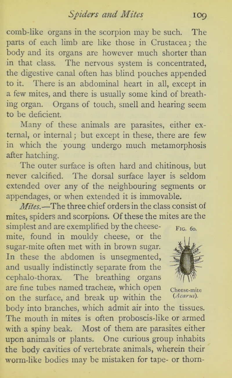 comb-like organs in the scorpion may be such. The parts of each limb are like those in Crustacea; the body and its organs are however much shorter than in that class. The nervous system is concentrated, the digestive canal often has blind pouches appended to it. There is an abdominal heart in all, except in a few mites, and there is usually some kind of breath- ing organ. Organs of touch, smell and hearing seem to be deficient. Many of these animals are parasites, either ex- ternal, or internal; but except in these, there are few in which the young undergo much metamorphosis after hatching. The outer surface is often hard and chitinous, but never calcified. The dorsal surface layer is seldom extended over any of the neighbouring segments or appendages, or when extended it is immovable. Mites.—The three chief orders in the class consist of mites, spiders and scorpions. Of these the mites are the simplest and are exemplified by the cheese- mite, found in mouldy cheese, or the sugar-mite often met with in brown sugar. In these the abdomen is unsegmented, and usually indistinctly separate from the cephalo-thorax. The breathing organs are fine tubes named tracheae, which open on the surface, and break up within the body into branches, which admit air into the tissues. The mouth in mites is often proboscis-like or armed with a spiny beak. Most of them are parasites either upon animals or plants. One curious group inhabits the body cavities of vertebrate animals, wherein their worm-like bodies may be mistaken for tape- or thorn- Fig. 60. Cheese-mite (A cants).