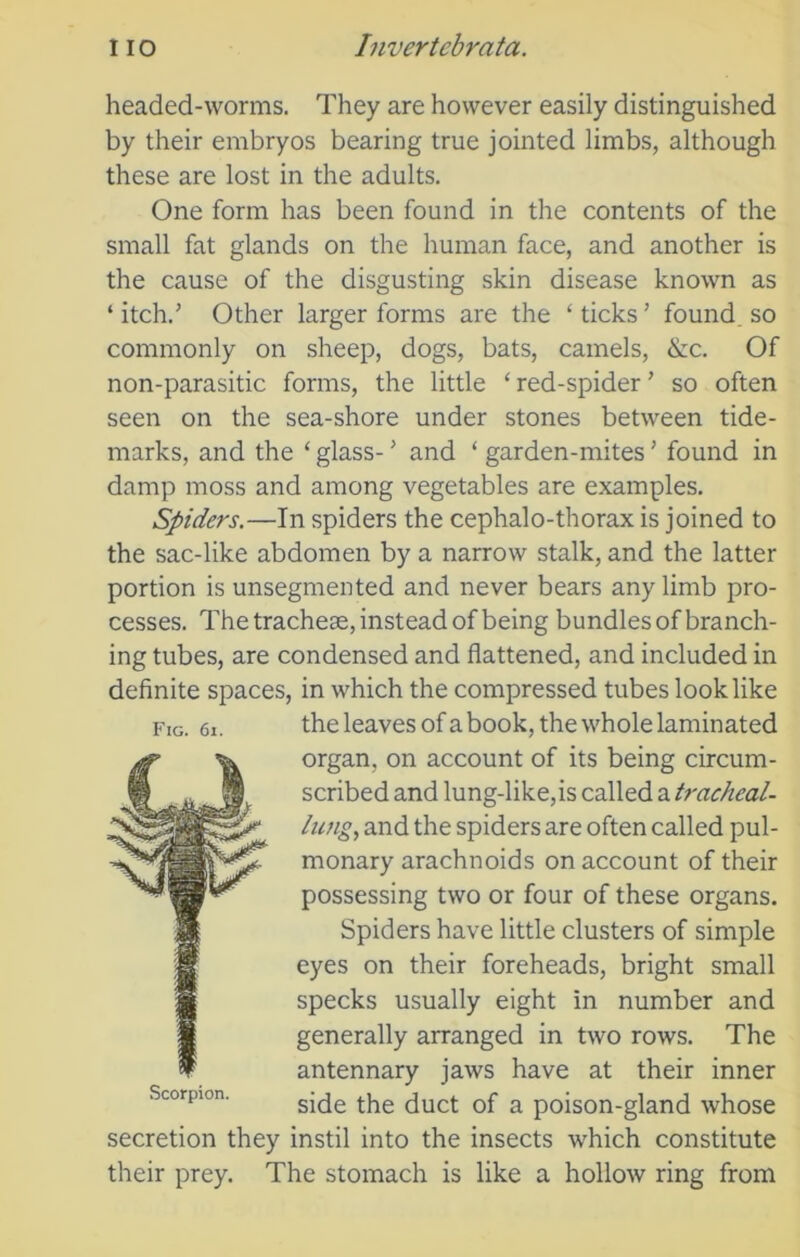 headed-worms. They are however easily distinguished by their embryos bearing true jointed limbs, although these are lost in the adults. One form has been found in the contents of the small fat glands on the human face, and another is the cause of the disgusting skin disease known as ‘ itch.’ Other larger forms are the ‘ ticks ’ found, so commonly on sheep, dogs, bats, camels, &c. Of non-parasitic forms, the little ‘ red-spider ’ so often seen on the sea-shore under stones between tide- marks, and the ‘ glass-’ and ‘ garden-mites ’ found in damp moss and among vegetables are examples. Spiders.—In spiders the cephalo-thorax is joined to the sac-like abdomen by a narrow stalk, and the latter portion is unsegmented and never bears any limb pro- cesses. The tracheae, instead of being bundles of branch- ing tubes, are condensed and flattened, and included in definite spaces, in which the compressed tubes look like Fig. 61. the leaves of a book, the whole laminated organ, on account of its being circum- scribed and lung-like, is called a tracheal- lung, and the spiders are often called pul- monary arachnoids on account of their possessing two or four of these organs. Spiders have little clusters of simple eyes on their foreheads, bright small specks usually eight in number and generally arranged in two rows. The antennary jaws have at their inner side the duct of a poison-gland whose secretion they instil into the insects which constitute their prey. The stomach is like a hollow ring from