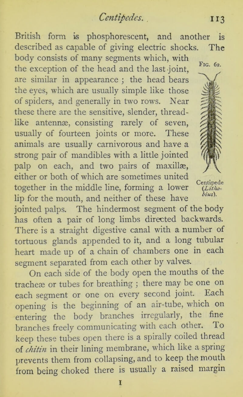 British form is phosphorescent, and another is described as capable of giving electric shocks. The body consists of many segments which, with the exception of the head and the last joint, are similar in appearance ; the head bears the eyes, which are usually simple like those of spiders, and generally in two rows. Near these there are the sensitive, slender, thread- like antennae, consisting rarely of seven, usually of fourteen joints or more. These animals are usually carnivorous and have a strong pair of mandibles with a little jointed palp on each, and two pairs of maxillas, either or both of which are sometimes united together in the middle line, forming a lower lip for the mouth, and neither of these have jointed palps. The hindermost segment of the body has often a pair of long limbs directed backwards. There is a straight digestive canal with a number of tortuous glands appended to it, and a long tubular heart made up of a chain of chambers one in each segment separated from each other by valves. On each side of the body open the mouths of the trachete or tubes for breathing ; there may be one on each segment or one on every second joint. Each opening is the beginning of an air-tube, which on entering the body branches irregularly, the fine branches freely communicating with each other. To keep these tubes open there is a spirally coiled thread of chitin in their lining membrane, which like a spring prevents them from collapsing, and to keep the mouth from being choked there is usually a raised margin 1 Fig. 62. Centipede (Litho- bius).