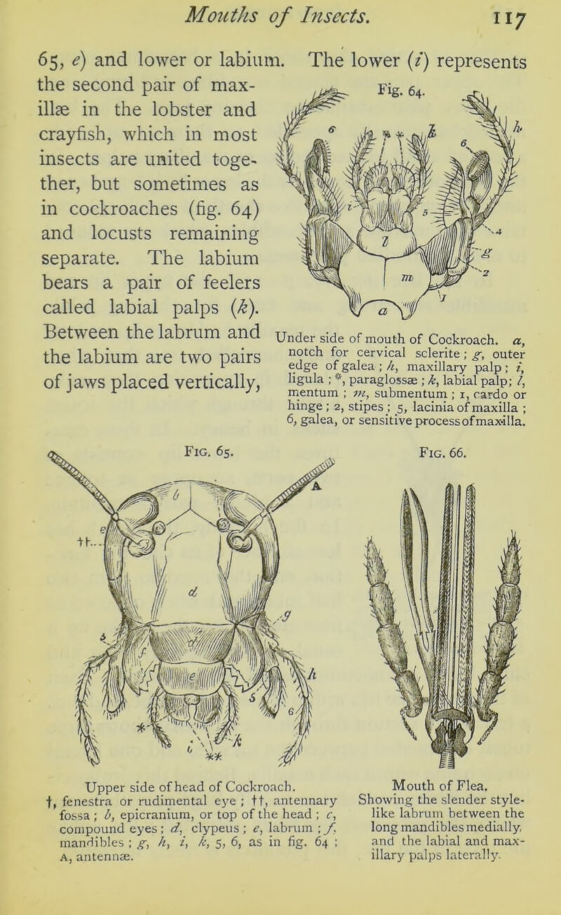 65, c) and lower or labium. The lower (i) represents the second pair of max- illae in the lobster and crayfish, which in most insects are united toge- ther, but sometimes as in cockroaches (fig. 64) and locusts remaining separate. The labium bears a pair of feelers called labial palps (k). Between the labrum and the labium are two pairs of jaws placed vertically, Under side of mouth of Cockroach, a, notch for cervical sclerite; g, outer edge of galea ; k, maxillary palp ; t, ligula ; *, paraglossae ; k, labial palp; l, mentum ; ni, submentum ; i, cardo or hinge; 2, stipes ; 5, lacinia of maxilla ; 6, galea, or sensitive process of maxilla. Upper side of head of Cockroach, f, fenestra or rudimental eye ; ft, antennary fossa; b, epicranium, or top of the head ; c, compound eyes; d. clypeus ; e, labrum ; f. mandibles ; g, /i, i, k, 5, 6, as in fig. 64 ; a, antennae. Fig. 66. Mouth of Flea. Showing the slender style- like labrum between the long mandibles medially, and the labial and max- illary palps laterally.