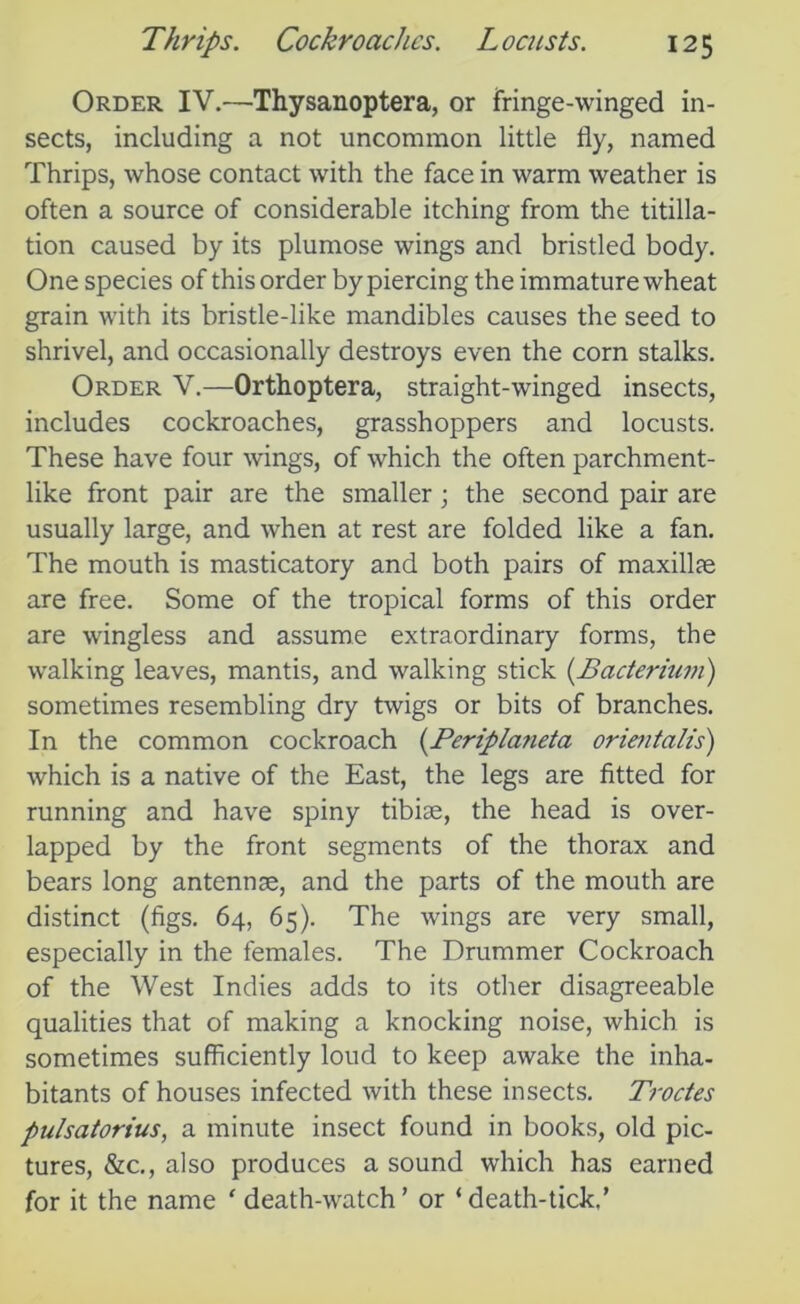 Order IV.—Thysanoptera, or fringe-winged in- sects, including a not uncommon little fly, named Thrips, whose contact with the face in warm weather is often a source of considerable itching from the titilla- tion caused by its plumose wings and bristled body. One species of this order by piercing the immature wheat grain with its bristle-like mandibles causes the seed to shrivel, and occasionally destroys even the corn stalks. Order V.—Orthoptera, straight-winged insects, includes cockroaches, grasshoppers and locusts. These have four wings, of which the often parchment- like front pair are the smaller • the second pair are usually large, and when at rest are folded like a fan. The mouth is masticatory and both pairs of maxillae are free. Some of the tropical forms of this order are wingless and assume extraordinary forms, the walking leaves, mantis, and walking stick (Bacterium) sometimes resembling dry twigs or bits of branches. In the common cockroach (.Periplaneta orientalis) which is a native of the East, the legs are fitted for running and have spiny tibiae, the head is over- lapped by the front segments of the thorax and bears long antennae, and the parts of the mouth are distinct (figs. 64, 65). The wings are very small, especially in the females. The Drummer Cockroach of the West Indies adds to its other disagreeable qualities that of making a knocking noise, which is sometimes sufficiently loud to keep awake the inha- bitants of houses infected with these insects. Troctes pulsatorius, a minute insect found in books, old pic- tures, &c., also produces a sound which has earned for it the name ' death-watch ’ or * death-tick,’