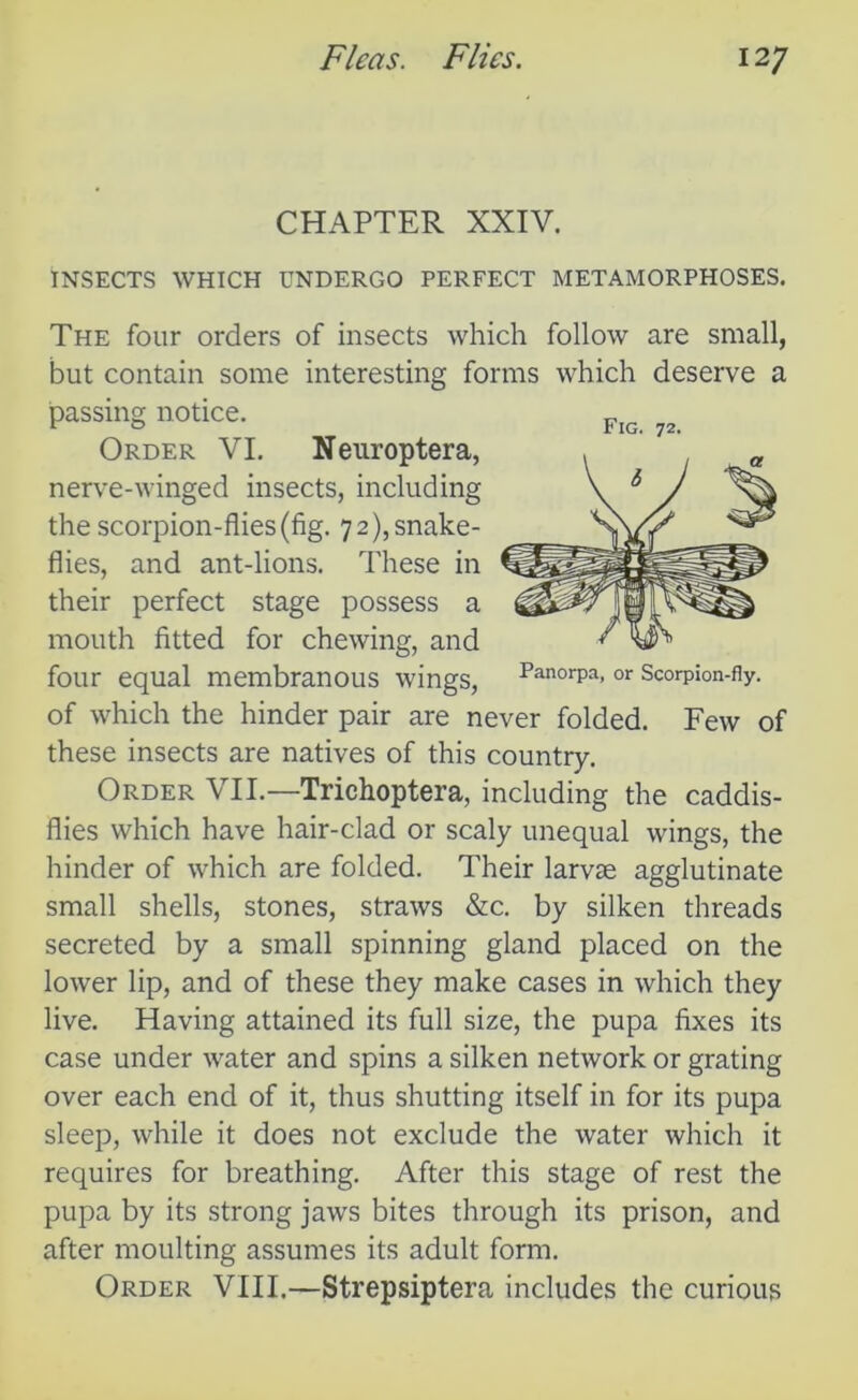 CHAPTER XXIV. Insects which undergo perfect metamorphoses. The four orders of insects which follow are small, but contain some interesting forms which deserve a passing notice. Order VI. Nenroptera, nerve-winged insects, including the scorpion-flies (fig. 7 2), snake- flies, and ant-lions. These in their perfect stage possess a mouth fitted for chewing, and four equal membranous wings, Panorpa, or ScorP;0n-fly. of which the hinder pair are never folded. Few of these insects are natives of this country. Order VII.—Trichoptera, including the caddis- flies which have hair-clad or scaly unequal wings, the hinder of which are folded. Their larvse agglutinate small shells, stones, straws &c. by silken threads secreted by a small spinning gland placed on the lower lip, and of these they make cases in which they live. Having attained its full size, the pupa fixes its case under water and spins a silken network or grating over each end of it, thus shutting itself in for its pupa sleep, while it does not exclude the water which it requires for breathing. After this stage of rest the pupa by its strong jaws bites through its prison, and after moulting assumes its adult form. Order VIII.—Strepsiptera includes the curious Fig. 72.