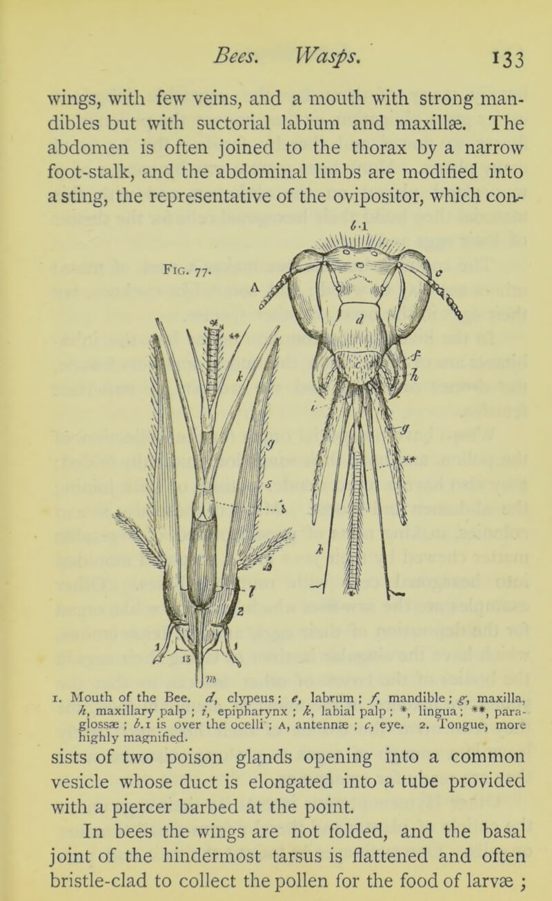 wings, with few veins, and a mouth with strong man- dibles but with suctorial labium and maxillae. The abdomen is often joined to the thorax by a narrow foot-stalk, and the abdominal limbs are modified into a sting, the representative of the ovipositor, which con.- tl i. Mouth of the Bee. d, clypeus; e, labrum ; f, mandible; g, maxilla, h, maxillary palp ; epipharynx ; k, labial palp ; *, lingua; **, para- giossae ; b. i is over the ocelli ; a, antennae ; c, eye. 2. Tongue, more highly magnified- sists of two poison glands opening into a common vesicle whose duct is elongated into a tube provided with a piercer barbed at the point. In bees the wings are not folded, and the basal joint of the hindermost tarsus is flattened and often bristle-clad to collect the pollen for the food of larvae ;