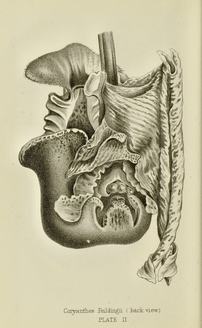 Coryanthes Peildingii ( tack view.)