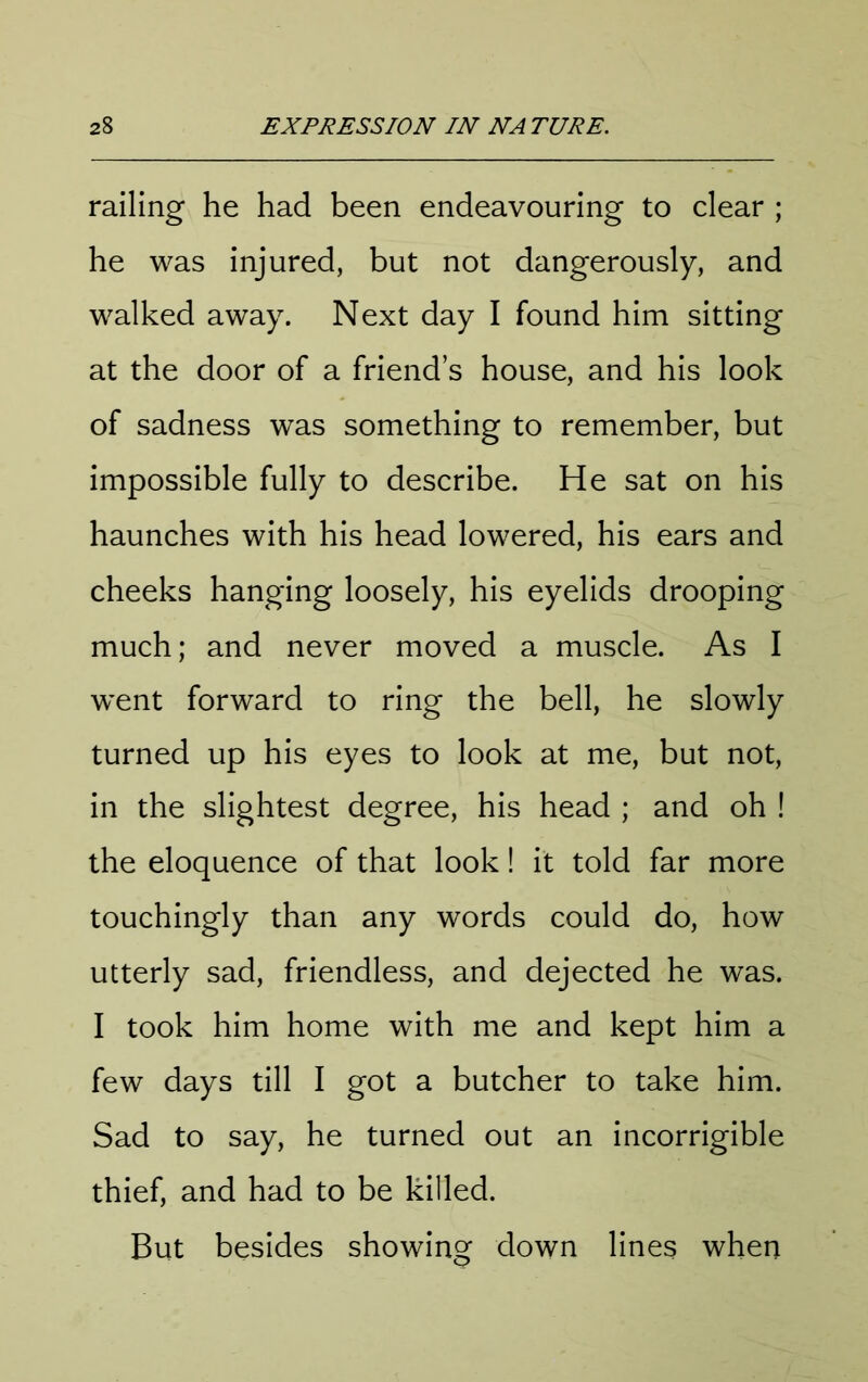 railing he had been endeavouring to clear ; he was injured, but not dangerously, and walked away. Next day I found him sitting at the door of a friend’s house, and his look of sadness was something to remember, but impossible fully to describe. He sat on his haunches with his head lowered, his ears and cheeks hanging loosely, his eyelids drooping much; and never moved a muscle. As I went forward to ring the bell, he slowly turned up his eyes to look at me, but not, in the slightest degree, his head ; and oh ! the eloquence of that look! it told far more touchingly than any words could do, how utterly sad, friendless, and dejected he was. I took him home with me and kept him a few days till I got a butcher to take him. Sad to say, he turned out an incorrigible thief, and had to be killed. But besides showing down lines when