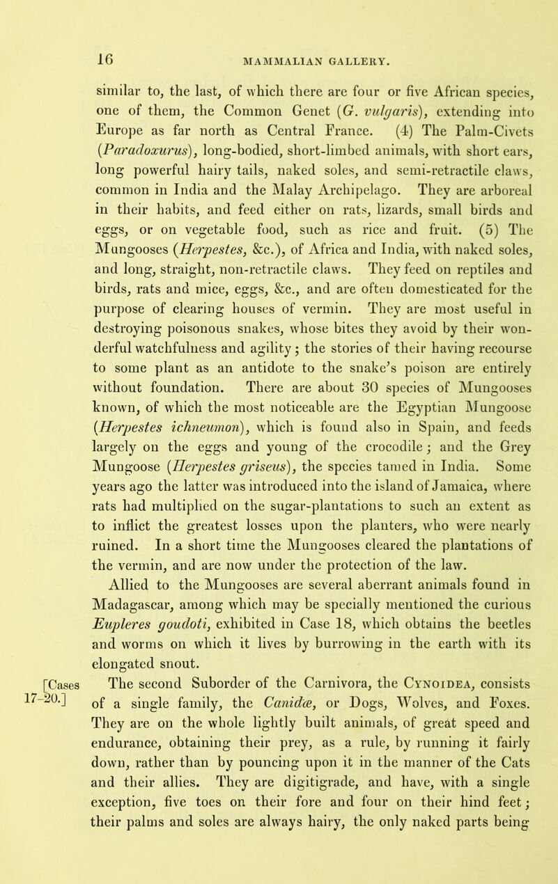 similar to, the last, of which there are four or five African species, one of them, the Common Genet (G. vulgaris), extending into Europe as far north as Central France. (4) The Palm-Civets (Paradoxurus), long-bodied, short-limbed animals, with short ears, long powerful hairy tails, naked soles, and semi-retractile claws, common in India and the Malay Archipelago. They are arboreal in their habits, and feed either on rats, lizards, small birds and eggs, or on vegetable food, such as rice and fruit. (5) The Mongooses (Herpestes, &c.), of Africa and India, with naked soles, and long, straight, non-retractile claw's. They feed on reptiles and birds, rats and mice, eggs, &c., and are often domesticated for the purpose of clearing houses of vermin. They are most useful in destroying poisonous snakes, whose bites they avoid by their won- derful watchfulness and agility; the stories of their having recourse to some plant as an antidote to the snake^s poison are entirely without foundation. There are about 30 species of Mungooses known, of which the most noticeable are the Egyptian IMungoose (Herpestes ichneumon), which is found also in Spain, and feeds largely on the eggs and young of the crocodile; and the Grey Mungoose (Herpestes griseus), the species tamed in India. Some years ago the latter was introduced into the island of Jamaica, where rats had multiplied on the sugar-plantations to such an extent as to inflict the greatest losses upon the planters, who were nearly ruined. In a short time the Mungooses cleared the plantations of the vermin, and are now under the protection of the law. Allied to the Mungooses are several aberrant animals found in Madagascar, among which may be specially mentioned the curious Eupleres goudoti, exhibited in Case 18, which obtains the beetles and worms on which it lives by burrowing in the earth with its elongated snout. The second Suborder of the Carnivora, the Cynoidea, consists of a single family, the Canidce, or Dogs, M^olves, and Foxes. They are on the whole lightly built animals, of great speed and endurance, obtaining their prey, as a rule, by running it fairly down, rather than by pouncing upon it in the manner of the Cats and their allies. They are digitigrade, and have, with a single exception, five toes on their fore and four on their hind feet; their palms and soles are always hairy, the only naked parts being