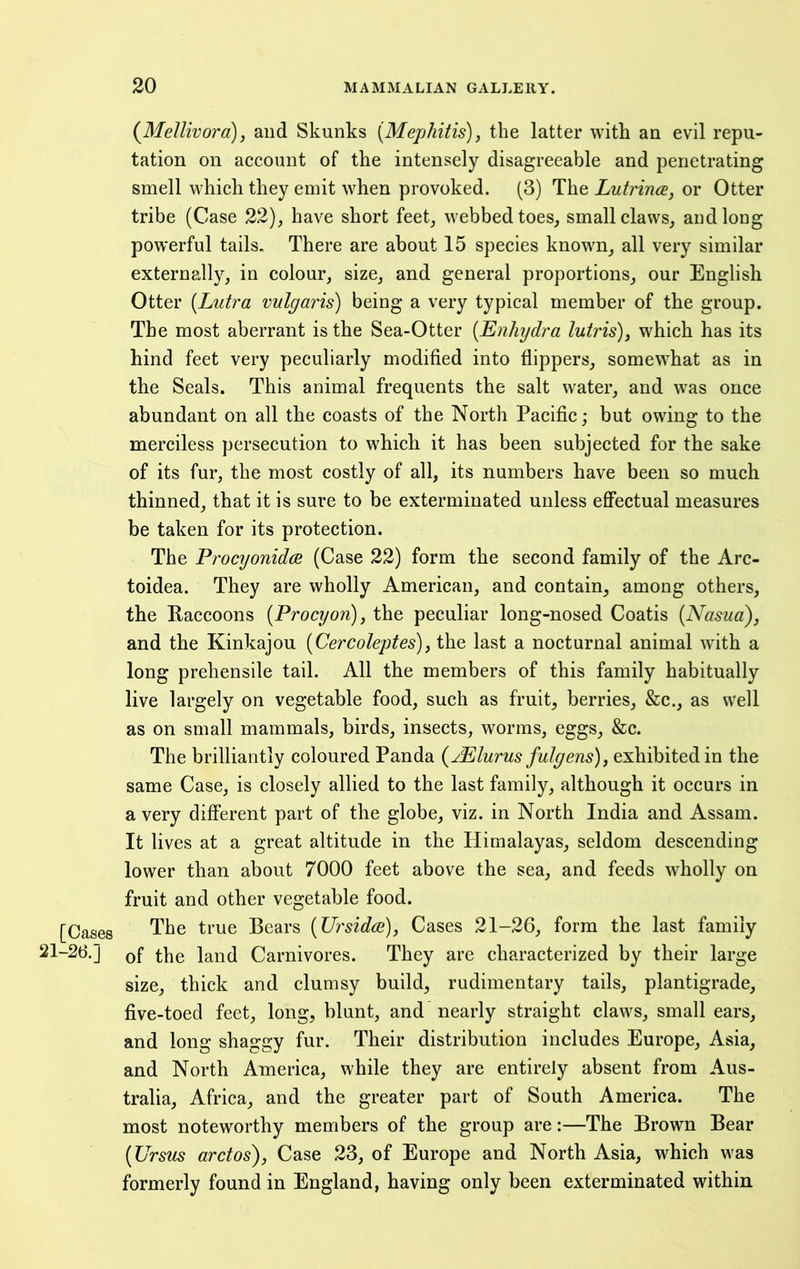 (^Mellivora), and Skunks [Mephitis), the latter with an evil repu- tation on account of the intensely disagreeable and penetrating smell which they emit when provoked. (3) The Lutrince, or Otter tribe (Case 22), have short feet, webbed toes, small claws, and long powerful tails. There are about 15 species known, all very similar externally, in colour, size, and general proportions, our English Otter [Lutra vulgaris) being a very typical member of the group. The most aberrant is the Sea-Otter [Ejihydra lutris), which has its hind feet very peculiarly modified into flippers, somewhat as in the Seals. This animal frequents the salt water, and was once abundant on all the coasts of the North Paciflc; but owing to the merciless persecution to which it has been subjected for the sake of its fur, the most costly of all, its numbers have been so much thinned, that it is sure to be exterminated unless effectual measures be taken for its protection. The Procyonidce (Case 22) form the second family of the Arc- toidea. They are wholly American, and contain, among others, the Raccoons [Procyon), the peculiar long-nosed Coatis [Nasua), and the Kinkajou [Cercoleptes), the last a nocturnal animal with a long prehensile tail. All the members of this family habitually live largely on vegetable food, such as fruit, berries, &c., as well as on small mammals, birds, insects, worms, eggs, &c. The brilliantly coloured Panda {jElurus fulgens), exhibited in the same Case, is closely allied to the last family, although it occurs in a very different part of the globe, viz. in North India and Assam. It lives at a great altitude in the Himalayas, seldom descending lower than about 7000 feet above the sea, and feeds wholly on fruit and other vegetable food. [Cases The true Bears [Ursidoi), Cases 21-26, form the last family of the land Carnivores. They are characterized by their large size, thick and clumsy build, rudimentary tails, plantigrade, five-toed feet, long, blunt, and nearly straight claws, small ears, and long shaggy fur. Their distribution includes Europe, Asia, and North America, while they are entirely absent from Aus- tralia, Africa, and the greater part of South America. The most noteworthy members of the group are:—The Brown Bear [Ursus arctos'), Case 23, of Europe and North Asia, which was formerly found in England, having only been exterminated within