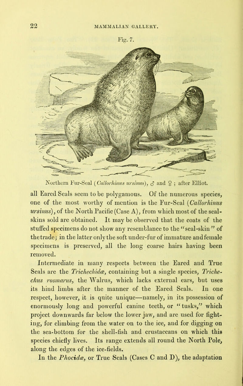 Fig. 7. all Eared Seals seem to be polygamous. Of the numerous species, one of the most worthy of mention is the Fur-Seal {Callorhinus ursinus), of the North Pacific (Case A), from which most of the seal- skins sold are obtained. It may be observed that the coats of the stuflfed specimens do not show any resemblance to the seal-skin of thetrade; in the latter only the soft under-fur of immature and female specimens is preserved, all the long coarse hairs having been removed. Intermediate in many respects between the Eared and True Seals are the TiichechidcSy containing but a single species, Triche- chus ros7naruSy the Walrus, which lacks external ears, but uses its hind limbs after the manner of the Eared Seals. In one respect, however, it is quite unique—namely, in its possession of enormously long and powerful canine teeth, or tusks,^^ which project downwards far below the lower jaw, and are used for fight- ing, for climbing from the water on to the ice, and for digging on the sea-bottom for the shell-fish and crustaceans on which this species chiefly lives. Its range extends all round the North Pole, along the edges of the ice-fields. In the Phocidcs, or True Seals (Cases C and D), the adaptation