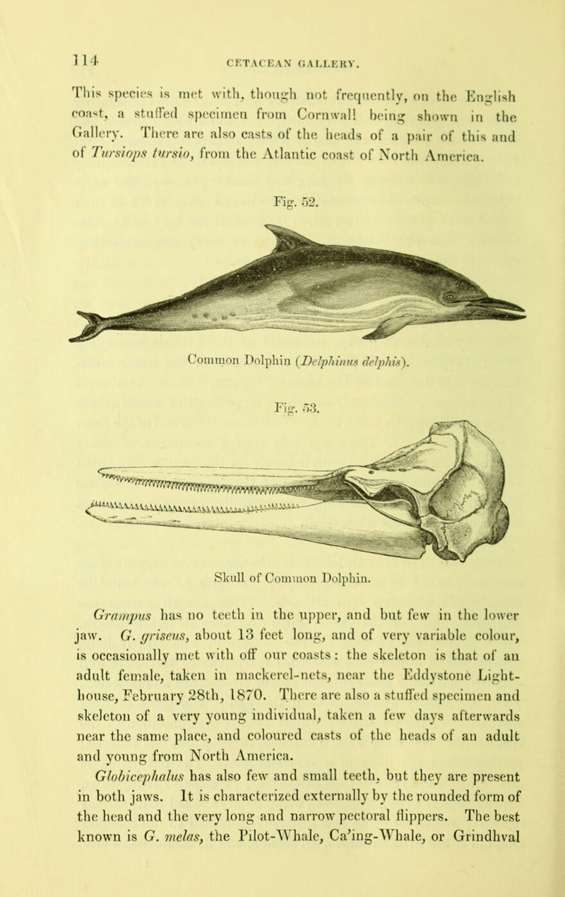 C F:TACEA\ f;A LLE R^'. 1 14 Tills species is met with, tlioiigh not frequently, on the En:^lish co;i<t, a stuffed specimen from Cornwall beln^ shown in the Gallery. There are also casts of the heads of a pair of this and of Tursiops tursio, from the Atlantic coast of North America. Fig. 52. Common Dolphin (^Dclphinus delphh^. Fio-. 5.3. Skull of Common Dolphin. G7'ai/f])us has no teeth in the upper, and but few in the lower jaw. G. f/riseus, about 13 feet long, and of very variable colour, is occasionally met with off our eoasts: the skeleton is that of an adult female, taken in mackerel-nets, near the Eddystone Light- house, February 28th, 1870. There are also a stuffed specimen and skeleton of a very young individual, taken a few days afterwards near the same ])lace, and eoloured easts of the heads of an adult and young from North Amerlea. Ghbicephalus has also few and small teeth, but they are present in both jaws. It is characterized externally by the rounded form of the head and the very long and narrow peetoral flippers. The best known is G. melas, the Pilot-AVhale, Cahng-Whale, or Grindhval