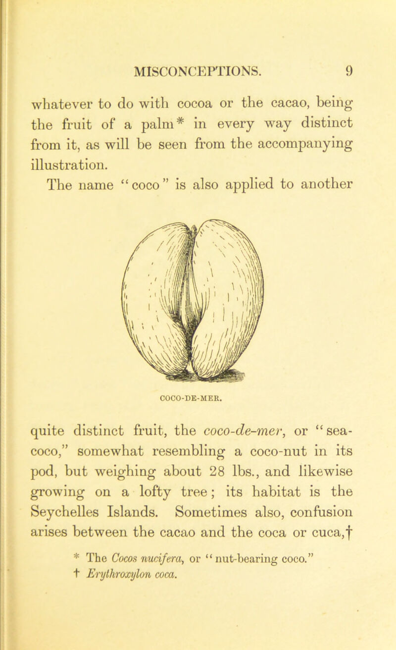 whatever to do with cocoa or the cacao, being the fruit of a palm* in every way distinct from it, as will be seen from the accompanying illustration. The name “ coco ” is also applied to another COCO-DE-MER. quite distinct fruit, the coco-de-mer, or “sea- coco,” somewhat resembling a coco-nut in its pod, but weighing about 28 lbs., and likewise growing on a lofty tree; its habitat is the Seychelles Islands. Sometimes also, confusion arises between the cacao and the coca or cuca,f * The Cocos nucifera, or “nut-bearing coco.” t Erythroxylon coca.