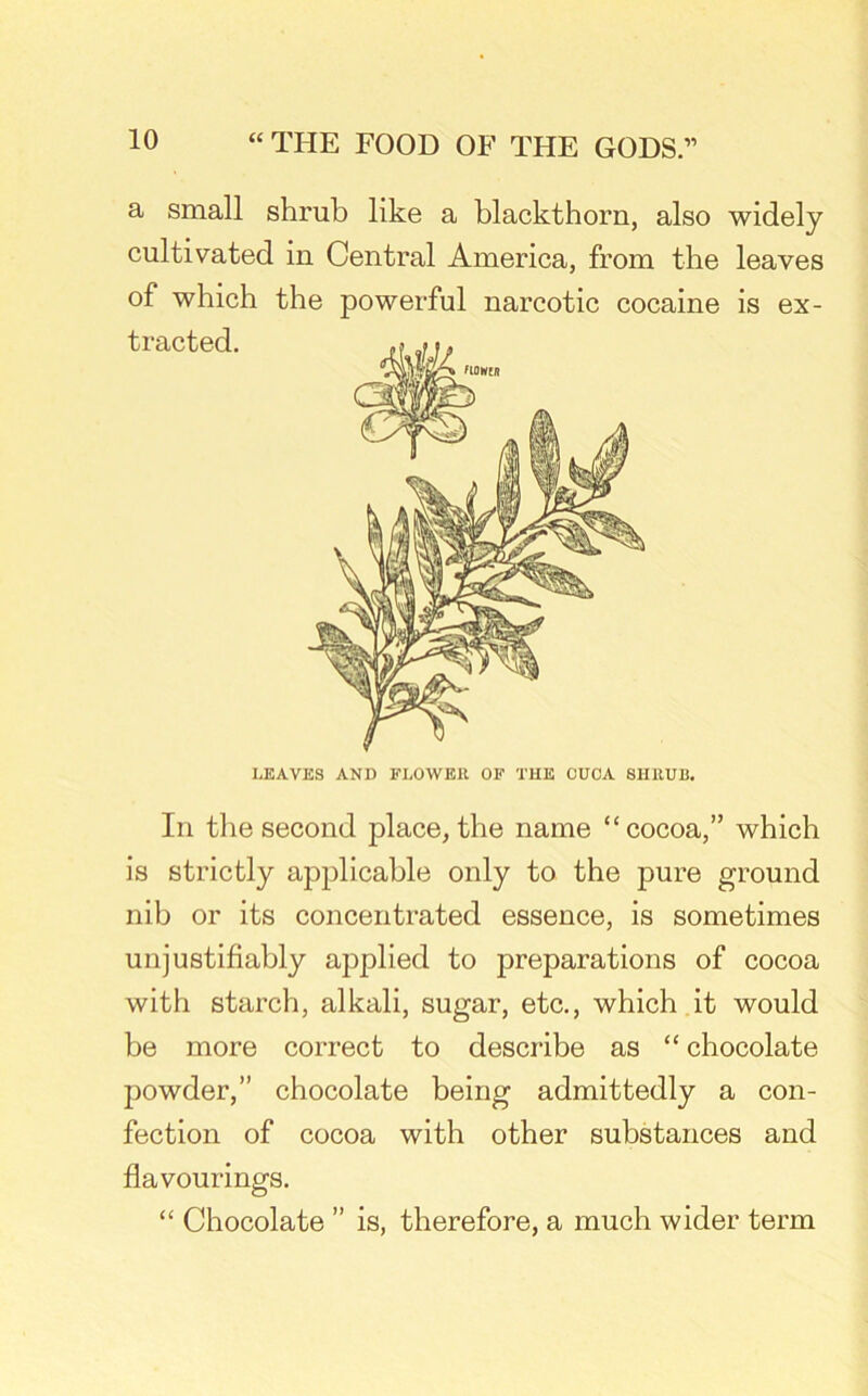 a small shrub like a blackthorn, also widely cultivated in Central America, from the leaves of which the powerful narcotic cocaine is ex- tracted. LEAVES AND FLOWER OF THE CUCA SHRUB. In the second place, the name “cocoa,” which is strictly applicable only to the pure ground nib or its concentrated essence, is sometimes unjustifiably applied to preparations of cocoa with starch, alkali, sugar, etc., which it would be more correct to describe as “ chocolate powder,” chocolate being admittedly a con- fection of cocoa with other substances and flavourings. “ Chocolate ” is, therefore, a much wider term