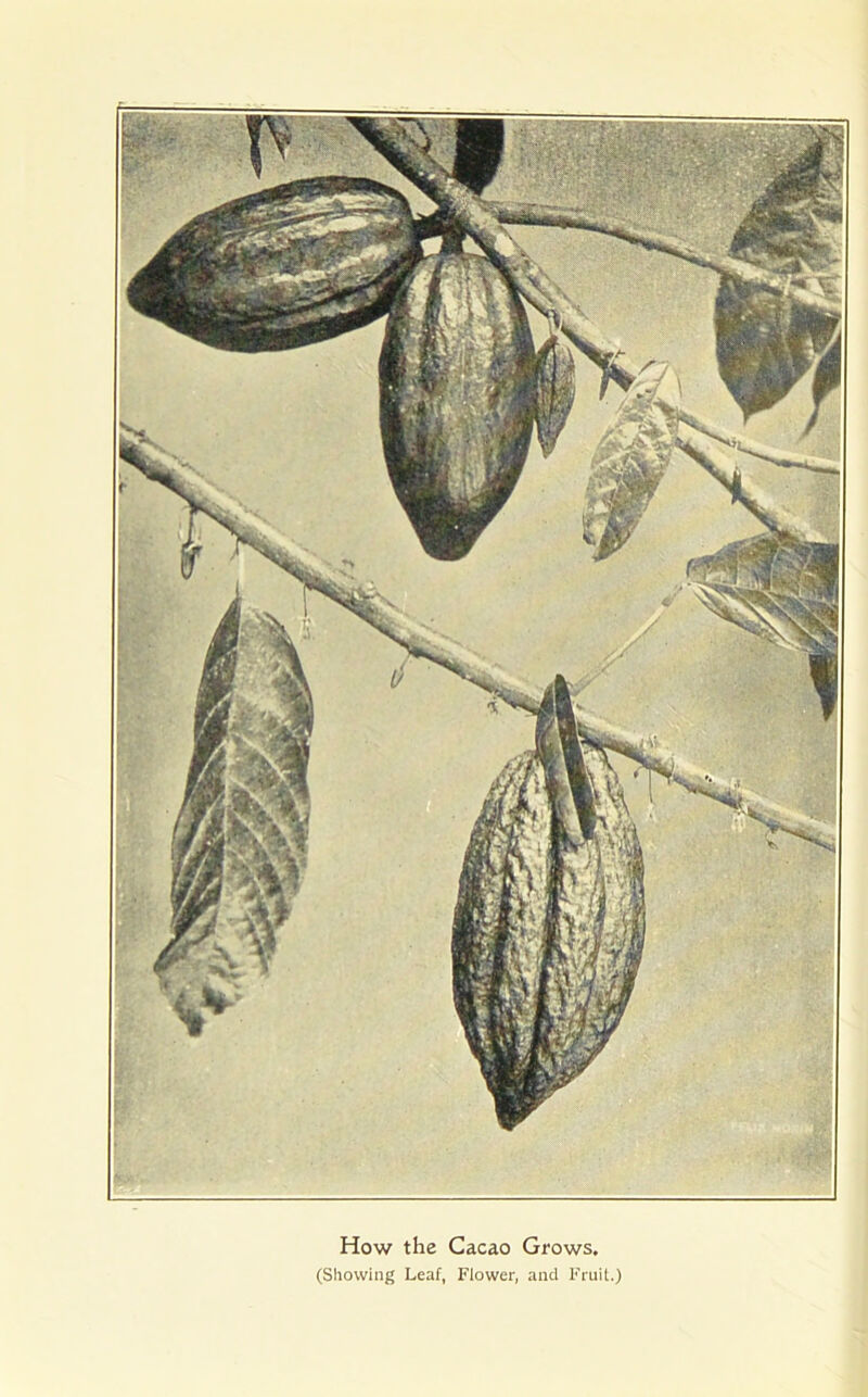 How the Cacao Grows. (Showing Leaf, Flower, and Fruit.)