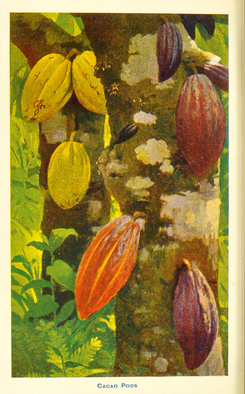 Cacao Pods