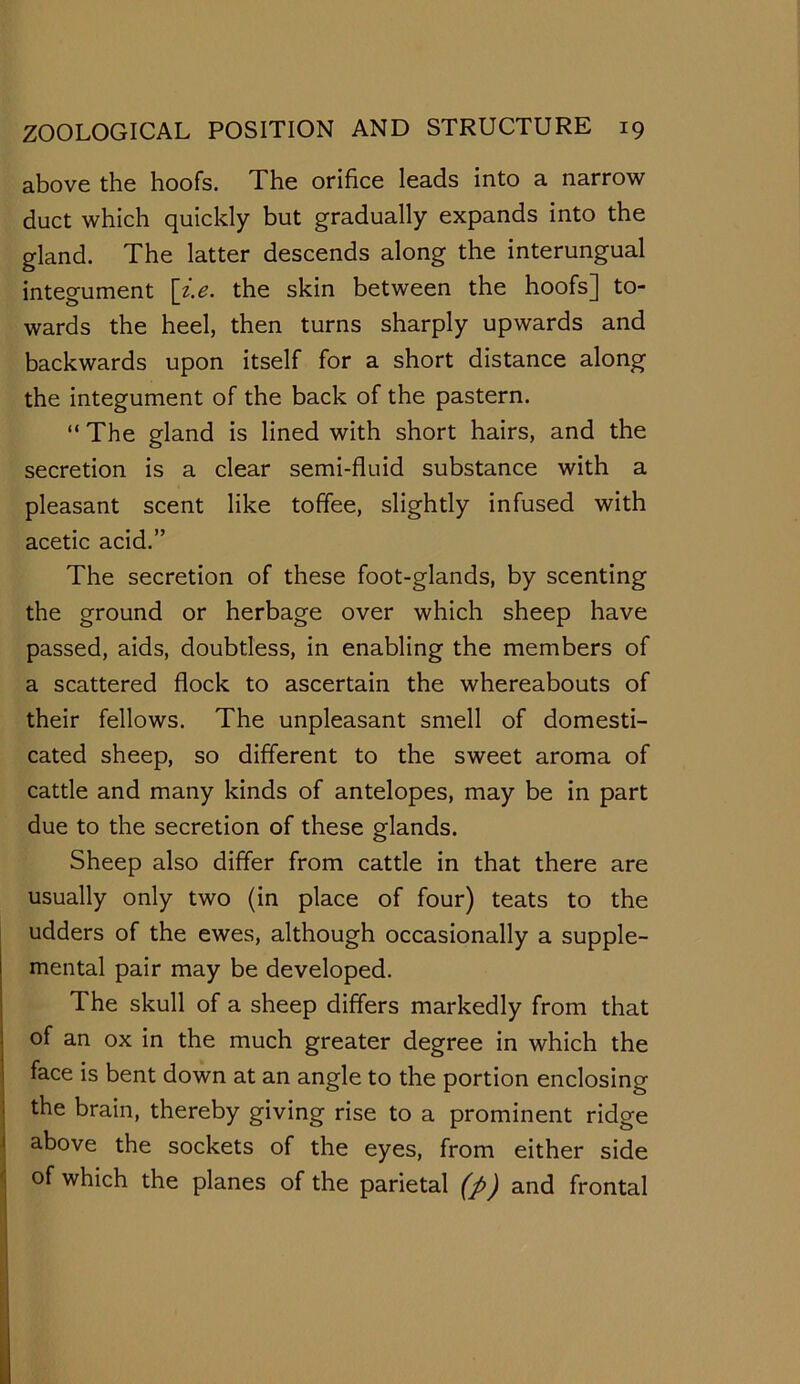 above the hoofs. The orifice leads into a narrow duct which quickly but gradually expands into the gland. The latter descends along the interungual integument [i.e. the skin between the hoofs] to- wards the heel, then turns sharply upwards and backwards upon itself for a short distance along the integument of the back of the pastern. “ The gland is lined with short hairs, and the secretion is a clear semi-fluid substance with a pleasant scent like toffee, slightly infused with acetic acid.” The secretion of these foot-glands, by scenting the ground or herbage over which sheep have passed, aids, doubtless, in enabling the members of a scattered flock to ascertain the whereabouts of their fellows. The unpleasant smell of domesti- cated sheep, so different to the sweet aroma of cattle and many kinds of antelopes, may be in part due to the secretion of these glands. Sheep also differ from cattle in that there are usually only two (in place of four) teats to the udders of the ewes, although occasionally a supple- mental pair may be developed. The skull of a sheep differs markedly from that of an ox in the much greater degree in which the face is bent down at an angle to the portion enclosing the brain, thereby giving rise to a prominent ridge above the sockets of the eyes, from either side of which the planes of the parietal (p) and frontal