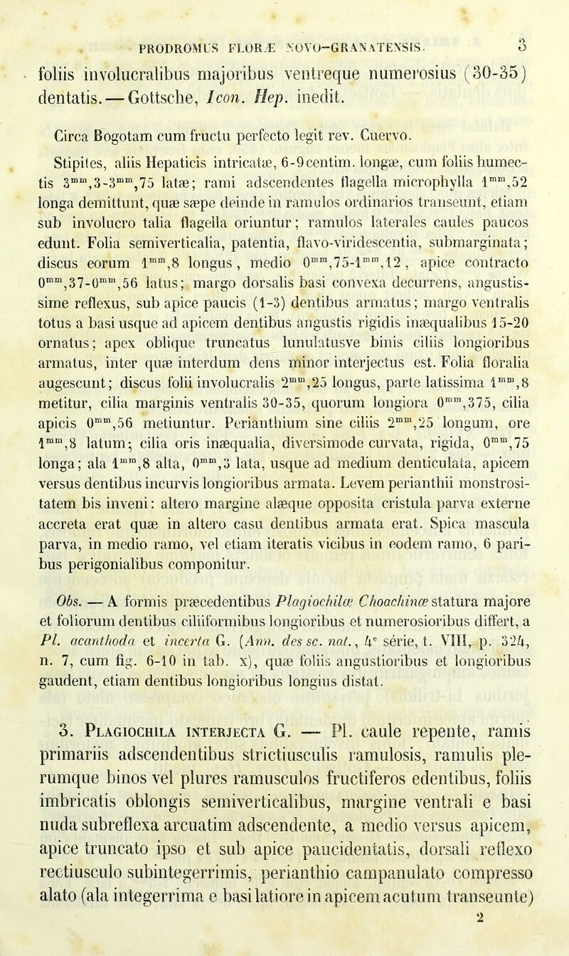 foliis involucralibus majoribus ventreque numerosius (30-35) dentatis. — Gottsche, Icon. Hep. inedit. Circa Bogotam cum fructu perfecto legit rev. Cuervo. Stipiles, aliis Hepaticis intricatie, 6-9centim. longae, cum foliis Immee- tis 3mm,3-3mm,75 latae; rami adseendentes tlagella microphylla lmm,52 longa demittunt, (piae saepe deinde in ramulos ordinarios transeunt, etiam sub involucro talia tlagella oriuntur; ramulos laterales caules paucos edunt. Folia semiverticalia, patentia, flavo-viridescentia, submarginata; discus eorum lmm,8 longus, medio 0mm,75-linm,12 , apice contracto 0mm,37-0“ui,56 latus; margo dorsalis basi convexa decurrens, angustis- sime reflexus, sub apice paucis (1-3) dentibus armatus; margo ventralis totus a basi usque ad apicem dentibus angustis rigidis inaequalibus 15-20 ornatus; apex oblique truncatus lunuhtusve binis ciliis longioribus armatus, inter quae interdum dens minor interjectus est. Folia tloralia augescunt; discus folii involucralis 2mm,25 longus, parte latissima lmm,8 metitur, cilia marginis ventralis 30-35, quorum longiora 0mm,375, cilia apicis 0mm,56 metiuntur. Perianthium sine ciliis 2mm,25 longum, ore lmm,8 latum-, cilia oris inaequalia, diversimode curvata, rigida, 0mm,75 longa; ala lmm,8 alta, 0mm,3 lata, usque ad medium denticulata, apicem versus dentibus incurvis longioribus armata. Levem perianthii monstrosi- tatem bis inveni: altero margine alaeque opposita cristula parva externe accreta erat quae in altero casu dentibus armata erat. Spica mascula parva, in medio ramo, vel etiam iteratis vicibus in eodem ramo, 6 pari- bus perigonialibus componitur. Obs. —A formis praecedentibus Plagiochilce Choachince statura majore et foliorum dentibus ciUiformibus longioribus et numerosioribus differt, a Pl. acanthoda et incerta G. (Ann. dcssc. nat., tie serie, t. VIII, p. 32Zi, n. 7, cum fig. 6-10 in tab. x), quae foliis angustioribus et longioribus gaudent, etiam dentibus longioribus longius distat. 3. Plagiochila interjecta G. — Pl. caule repente, ramis primariis adseendentibus strictiusculis ramulosis, ramulis ple- rumque binos vel plures ramusculos fructiferos edentibus, foliis imbricatis oblongis semiverticalibus, margine ventrali e basi nuda subreflexa arcuatim adseendente, a medio versus apicem, apice truncato ipso et sub apice paucidentatis, dorsali reflexo rectiusculo subintegerrimis, perianthio campanulato compresso alato (ala integerrima e basi latiore in apicem acutum transeunte)