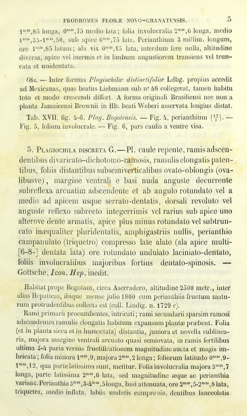 1 niin,85 longa, 0mm,75 medio lata; folia involucralia 2““,6 longa, medio lmm,35-lmm,50, sub apice {r^.75 lata. Perianthium 3 millim. longum, ore l“m,85 latum; ala vix 0“m,15 lata, interdum fere nulla, altitudine diversa, apice vel inermis et in limbum angustiorem transiens vel trun- cata et unidentata. Obs. — Inter formas Plagiochilce distinctifolice Ldbg. propius accedit ad Mexicanas, quas beatus Liebmann sub n° 1)6 collegerat, tamen habitu toto et modo crescendi differt. A forma originali Brasiliensi nec non a planta Jamaicensi Brownii in Hb. beati Weberi asservata longius distat. Tab. XVII, fig. Zi-6. Plag. Bogotensis. Fig. h, perianthium (tf). — Fig. 5, folium involucrale. — Fig. 6, pars caulis a ventre visa. 5. Plagiochila discreta O.—Pl. caule repente, ramis adscen- clentibus divaricato-dichotomo-ramosis, ramulis elongatis paten- tibus, foliis distantibus subsemiverticalibus ovato-oblongis (ova- libusve), margine ventrali e basi nuda anguste decurrente subreflexa arcuatim adscendente et ab angulo rotundato vel a medio ad apicem usque serrato-dentatis, dorsali revoluto vel anguste reflexo subrecto integerrimis vel rarius sub apice uno alterove dente armatis, apice plus minus rotundato vel subtrun- cato inaequaliter pluridentatis, amphigastriis nullis, perianthio campanulato (triquetro) compresso late alato (ala apice multi- [6-8-] dentata lata) ore rotundato undulato laciniato-dentato, foliis involucralibus majoribus fortius dentato-spinosis. —- Gottsche, Icon. IIep. inedit. Habitat prope Bogotam, circa Aserradero, altitudine 2500 metr., inter alias Hepaticas, ibique mense julio 1860 cum perianthiis fructum matu- rum protrudentibus collecta est (coli. Lindig. n. 1729 c). Rami primarii procumbentes, intricati; rami secundarii sparsimramosi adscendentes ramulis elongatis habitum expansum plantae praebent. Folia (et in planta sicca et in humectata) distantia, juniora et novella sublinea- ria, majora margine ventrali arcuato quasi semiovata, in ramis fertilibus ultima o-U paria versus fructificationem magnitudine aucta et magis im- bricata ; folia minora lmm,9, majora 2mm,2 longa; foliorum latitudo 0m“,9- lmnyi2, qua parte latissima sunt, metitur. Folia involucralia majora 3“m,7 longa, parte latissima 2mm,6 lata, sed magnitudine aeque ac perianthia variant. Perianthia3mm,3-4mm,5longa, basi attenuata, ore 2m“,5-2mm,8 lata, triquetra, medio inflata, labiis undatis compressis, dentibus lanceolatis