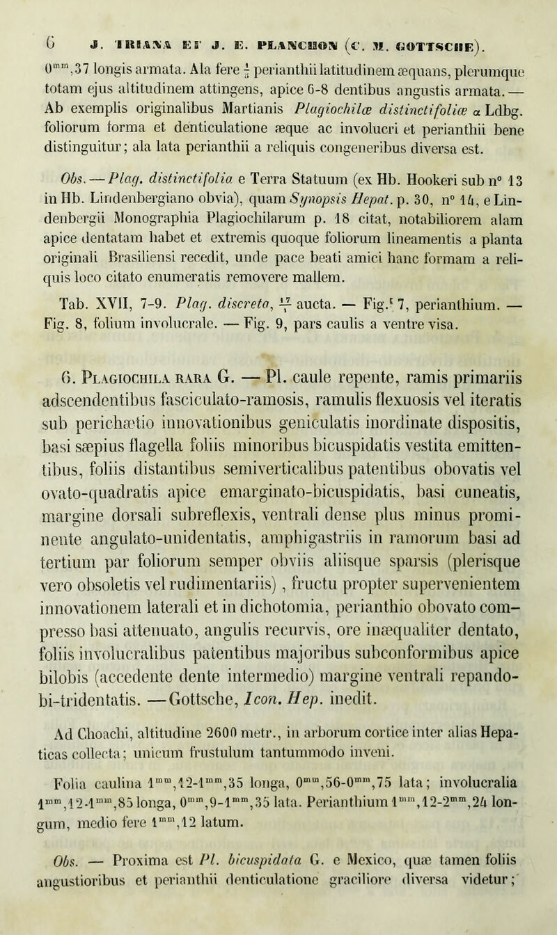 Om,n,37 longis armata. Ala fere £ perianthiilatitudinem aequans, plerumque totam ejus altitudinem attingens, apice G-8 dentibus angustis armata.— Ab exemplis originalibus Martianis Plagiochilce distinctifoliae « Ldbg. foliorum forma et denticulatione aeque ac involucri et perianthii bene distinguitur; ala lata perianthii a reliquis congeneribus diversa est. Obs.— Plag. distinctifolio. e Terra Statuum (ex Hb. Hookeri sub n° 13 inHb. Lindenbergiano obvia), quam Synopsis Hepat. p. 30, n° 1A, eLin- denbergii lMonographia Plagiocbilarum p. 18 citat, notabiliorem alam apice dentatam liabet et extremis quoque foliorum lineamentis a planta originali Brasiliensi recedit, unde pace beati amici hanc formam a reli- quis loco citato enumeratis removere mallem. Tab. XVII, 7-9. Plag. discreta, vz. aucta. — Fig.c 7, perianthium. — Fig. 8, folium involucrale. — Fig. 9, pars caulis a ventre visa. 6. Plagiochila rara G. — Pl. caule repente, ramis primariis adscendentibus fasciculato-ramosis, ramulis flexuosis vel iteratis sub perichsetio innovationibus geniculatis inordinate dispositis, basi stepius flagella foliis minoribus bicuspidatis vestita emitten- tibus, foliis distantibus semiverticalibus patentibus obovatis vel ovato-quadratis apice emarginato-bicuspidatis, basi cuneatis, margine dorsali subreflexis, ventrali dense plus minus promi- nente angulato-unidentatis, amphigastriis in ramorum basi ad tertium par foliorum semper obviis aliisque sparsis (plerisque vero obsoletis vel rudimentariis), fructu propter supervenientem innovationem laterali et in dichotomia, perianthio obovato com- presso basi attenuato, angulis recurvis, ore inaequaliter dentato, foliis involucralibus patentibus majoribus subconformibus apice bilobis (accedente dente intermedio) margine ventrali repando- bi-tridentatis. —Gottsche, Icon.Hep. inedit. Ad Choachi, altitudine 2600 metr., in arborum cortice inter alias Hepa- ticas collecta; unicum frustulum tantummodo inveni. Folia caulina lmm,t2-lmm,35 longa, 0uun,56-0inm,75 lata; involucralia lmm, 12-1Inm,85 longa, 0min,9-lmm,35 lata. Perianthium tmm,12-2mm,2A lon- gum, medio fere tmm,12 latum. Obs. — Proxima est Pl. bicuspidata G. e Mexico, qu;e tamen foliis angustioribus et perianthii denticulatione graciliore diversa videtur;