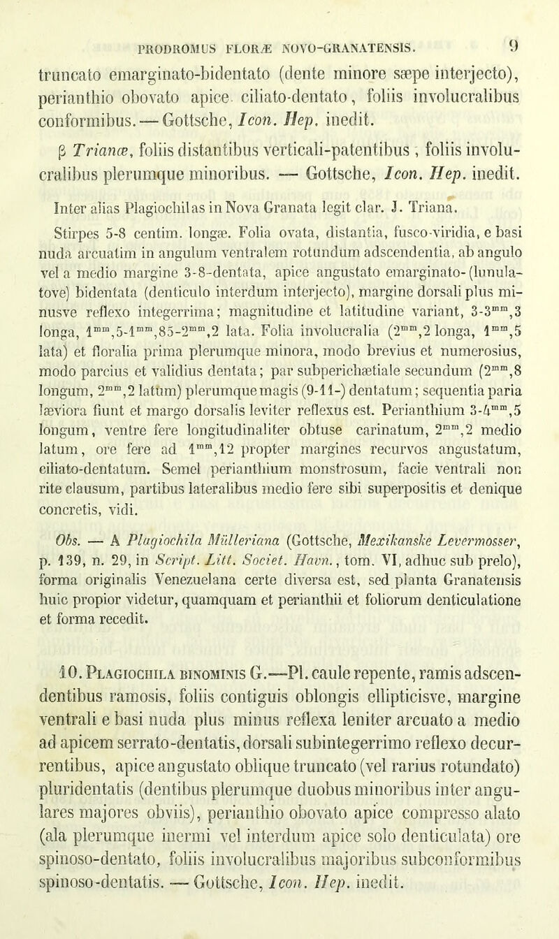 truncato emarginato-bidentato (dente minore saepe interjecto), perianthio obovato apice ciliato-dentato, foliis involucralibus conformibus. — Gottsehe, Icon. Hep. inedit. p Triance, foliis distantibus verticali-patentibus , foliis involu- cralibus plerumque minoribus. — Gottsehe, Icon. Hep. inedit. Inter alias Plagiocliilas in Nova Granata legit clar. J. Triana. Stirpes 5-8 centim. longse. Folia ovata, distantia, fusco-viridia, e basi nuda arcuatim in angulum ventralem rotundum adseendentia, ab angulo vela medio margine 3-8-dentata, apice angustato emarginato-(lunula- tove) bidentata (denticulo interdum interjecto), margine dorsali plus mi- nusve reflexo integerrima; magnitudine et latitudine variant, 3-3“m,3 longa, lmm,5-lmm,85-‘Jmm,2 lata. Folia involucralia (2mm,2 longa, lmm,5 lata) et floralia prima plerumque minora, modo brevius et numerosius, modo parcius et validius dentata; par subperichsetiale secundum (2mm,8 longum, 2mm,2 latum) plerumque magis (9-11-) dentatum; sequentia paria laeviora fiunt et margo dorsalis leviter reflexus est. Perianthium 3-Amm,5 longum, ventre fere longitudinaliter obtuse carinatum, 2mm,2 medio latum, ore fere ad imm,12 propter margines recurvos angustatum, ciliato-dentatum. Semel perianthium monstrosum, facie ventrali non rite clausum, partibus lateralibus medio fere sibi superpositis et denique concretis, vidi. Obs. — A Plugiochila Mulleriana (Gottsehe, Mexikanske Levermosser, p. 139, n. 29, in Scri/jt. Litt. Societ, ffavn., tom. VI, adhuc sub prelo), forma originalis Venezuelana certe diversa est, sed planta Granatensis huic propior videtur, quamquam et perianthii et foliorum denticulatione et forma recedit. 10. Plagiociiila binominis G.—Pl. caule repente, ramis adseen- dentibus ramosis, foliis contiguis oblongis ellipticisve, margine ventrali e basi nuda plus minus reflexa leniter arcuato a medio ad apicem serrato-dentatis, dorsali subintegerrimo reflexo decur- rentibus, apice angustato oblique truncato (vel rarius rotundato) pluridentatis (dentibus plerumque duobus minoribus inter angu- lares majores obviis), perianthio obovato apice compresso alato (ala plerumque inermi vel interdum apice solo denticulata) ore spinoso-dentato, foliis involucralibus majoribus subconformibus spinoso-dentatis. — Gottsehe, Icon. Hep. inedit.