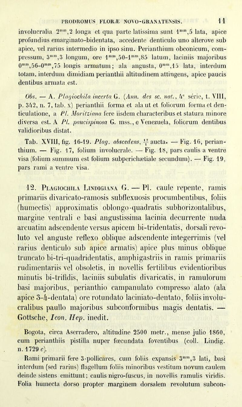 involucralia 2mm,2 longa et qua parte latissima sunt l“m,5 lata, apice profundius emarginato-bidentata, accedente denticulo uno alterove sub apice, vel rarius intermedio in ipso sinu. Perianthium obconicum, com- pressum, 3“m,3 longum, ore lmni,50-lmm,85 latum, laciniis majoribus 0mm,56-0mm,75 longis armatum; ala angusta, 0“m,15 lata, interdum totam, interdum dimidiam perianthii altitudinem attingens, apice paucis dentibus armata est. Obs. — A. Plagiochila incerta G. (.Ann. des sc. nat., 4e serie, t. VIII, p. 342, n. 7, tab. x) perianthii forma et ala ut et foliorum forma et den- ticulatione, a Pl. Moritziana fere iisdem characteribus et statura minore diversa est. A Pl. paucispinosa G. mss., e Venezuela, foliorum dentibus validioribus distat. Tab. XV11I, fig. 16-19. Plag. abscedens, ” aucta. — Fig. 16, perian- thium. — Fig. 17, folium involucrale. —Fig. 18, pars caulis a ventre visa (folium summum est folium subperichaetiale secundum). — Fig. 19, pars rami a ventre visa. 12. Plagiochila Lindigiana G. — Pl. caule repente, ramis primariis divaricato-ramosis subflexuosis procumbentibus, foliis (humectis) approximatis oblongo-quadratis subhorizontalibus, margine ventrali e basi angustissima lacinia decurrente nuda arcuatim adscendente versus apicem bi-tridentatis, dorsali revo- luto vel anguste reflexo oblique adscendente integerrimis (vel rarius denticulo sub apice armatis) apice plus minus oblique truncato bi-tri-quadridentatis, amphigastriis in ramis primariis rudimentariis vel obsoletis, in novellis fertilibus evidentioribus minutis bi-trilldis, laciniis subulatis divaricatis, in ramulorum basi majoribus, perianthio campanulato compresso alato (ala apice 3-4-dentata) ore rotundato laciniato-dentato, foliis involu- cralibus paullo majoribus subconformibus magis dentatis. — Gottsche, Icon. Hep. inedit. Bogota, circa Aserradero, altitudine 2500 metr., mense julio 1860, cum perianthiis pistilla nuper foecundata foventibus (coli. Lindig. n. 1729 c). Rami primarii fere 3-pollicares, cum foliis expansis 31,1 ',3 lati, basi interdum (sed rarius) flagellum foliis minoribus vestitum novum caulem deinde sistens emittunt; caulis nigro-fuscus, in novellis ramulis viridis. Folia humecta dorso propter marginem dorsalem revolutum subcon-