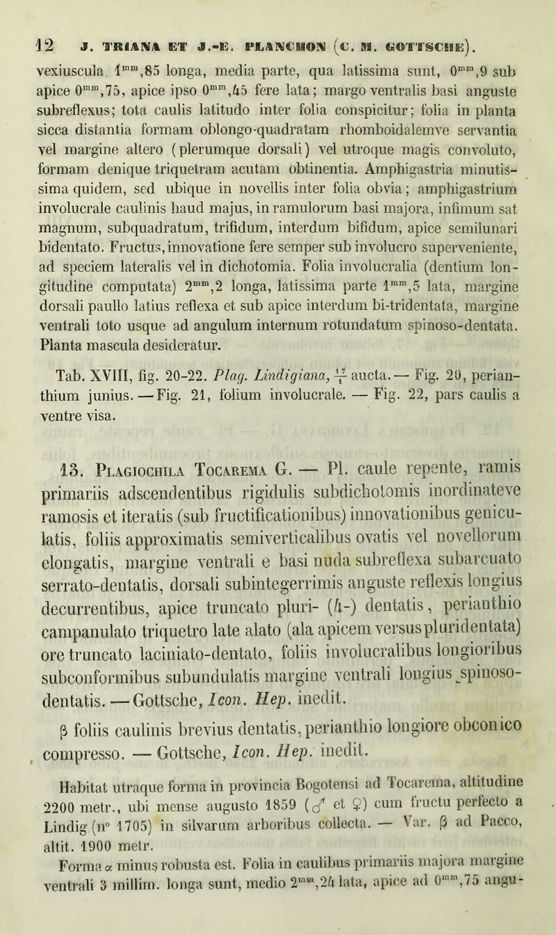 vexiuscula 1D,I“,85 longa, media parte, qua latissima sunt, 0““,9 sub apice 0mm,75, apice ipso 0mm,45 fere lata; margo ventralis basi anguste subreflexus; tota caulis latitudo inter folia conspicitur; folia in planta sicca distantia formam oblongo-quadratam rhomboidalemve servantia vel margine altero (plerumque dorsali) vel utroque magis convoluto, formam denique triquetram acutam obtinentia. Amphigastria minutis- sima quidem, sed ubique in novellis inter folia obvia; amphigastrium involucrale caulinis haud majus, in ramulorum basi majora, infimum sat magnum, subquadratum, trifidum, interdum bifidum, apice semilunari bidentato. Fructus,innovatione fere semper sub involucro superveniente, ad speciem lateralis vel in dichotomia. Folia involucralia (dentium lon- gitudine computata) 2mm,2 longa, latissima parte lmm,5 lata, margine dorsali paullo latius reflexa et sub apice interdum bi-tridentata, margine ventrali toto usque ad angulum internum rotundatum spinoso-dentata. Planta mascula desideratur. Tab. XVIII, fig. 20-22. Plag. Lindigiana, — aucta. — Fig. 20, perian- thium junius.—Fig. 21, folium involucrale. — Fig. 22, pars caulis a ventre visa. 13. Plagiochila Tocarema G. — Pl. caule repente, ramis primariis adscendentibus rigidulis subdicholomis inordinateve ramosis et iteratis (sub fructificationibus) innovationibus genicu- latis, foliis approximatis semiverticalibus ovatis vel novellorum elongatis, margine ventrali e basi nuda subreflexa subarcuato serrato-dentatis, dorsali subintegerrimis anguste reflexis longius decurrentibus, apice truncato pluri- (h-) dentatis, perianthio campanulato triquetro late alato (ala apicem versuspluridentata) ore truncato laciniato-dentato, foliis involucralibus longioribus subconformibus subundulatis margine ventrali longius spinoso- dentatis.—Gottsche, Icon. Hep. inedit. (i foliis caulinis brevius dentatis, perianthio longiore obconico compresso. — Gottsche, Icon. Hep. inedit. Habitat utraque forma in provincia Bogotensi ad Tocarema, altitudine 2200 metr., ubi mense augusto 1859 (</ et 9) cum lructu pertecto a Lindig (n° 1705) in silvarum arboribus collecta. — Var. p ad Pacco, altit. 1900 metr. Forma a minus robusta est. Folia in caulibus primariis majora margine ventrali 3 millim. longa sunt, medio 2““,24 lata, apice ad 0mu’,75 angu-